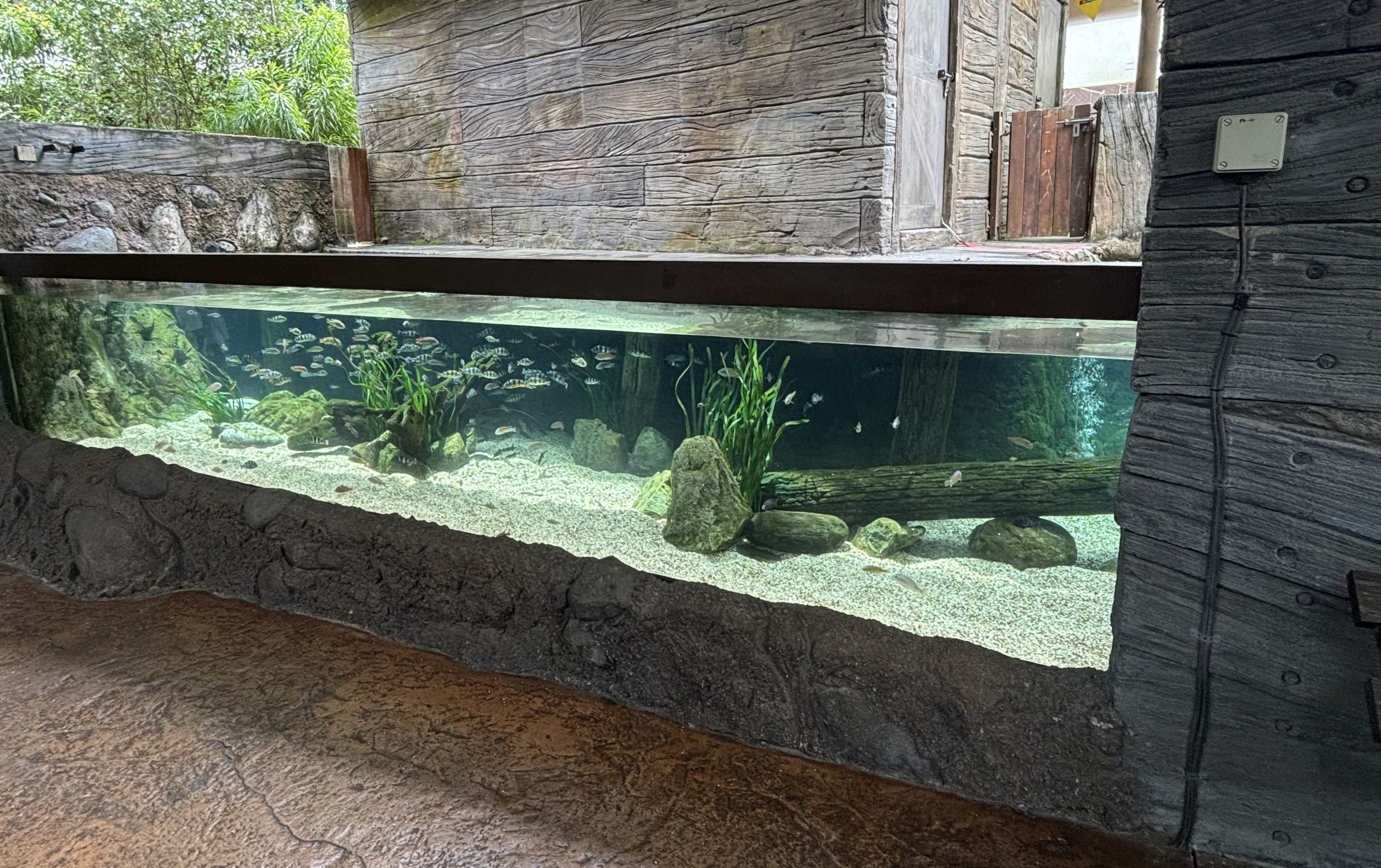 Elephant nose Fish + Eastern Bottlenose Fish Exhibit