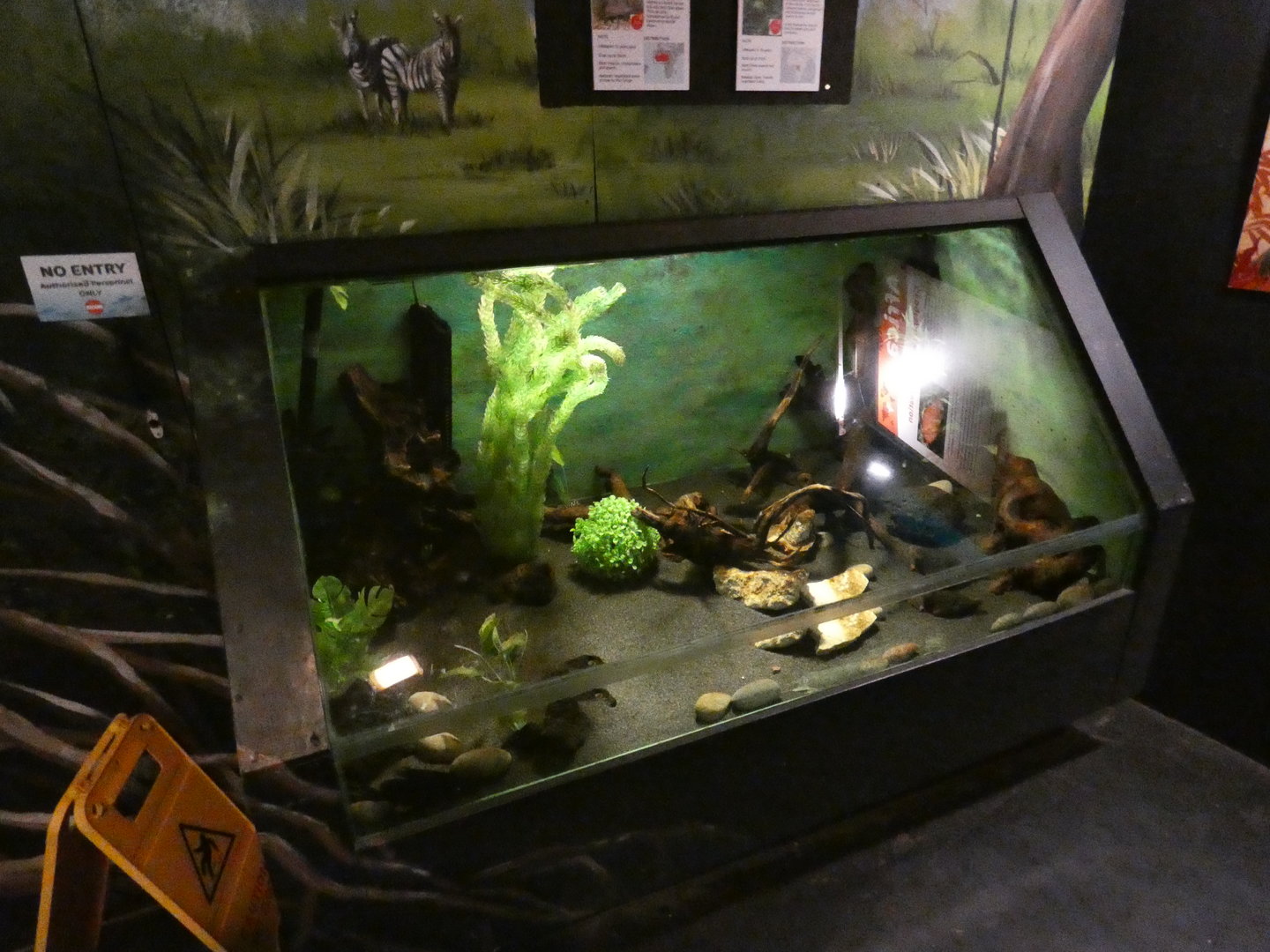 Elephant-nose fish tank