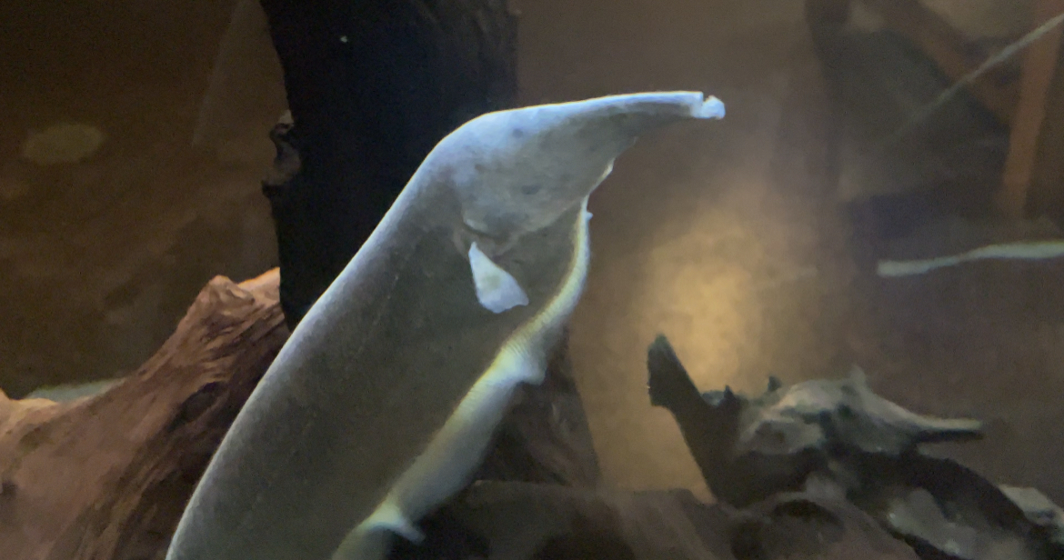 Elephant nose knife fish