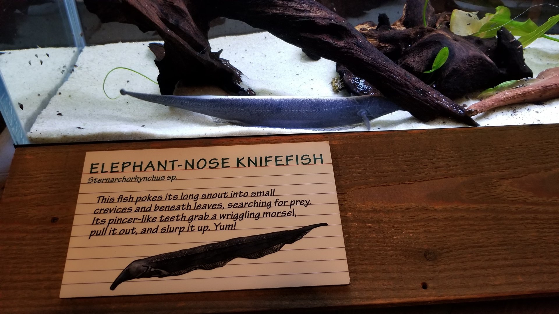 Elephant-nose Knifefish, Amazonia