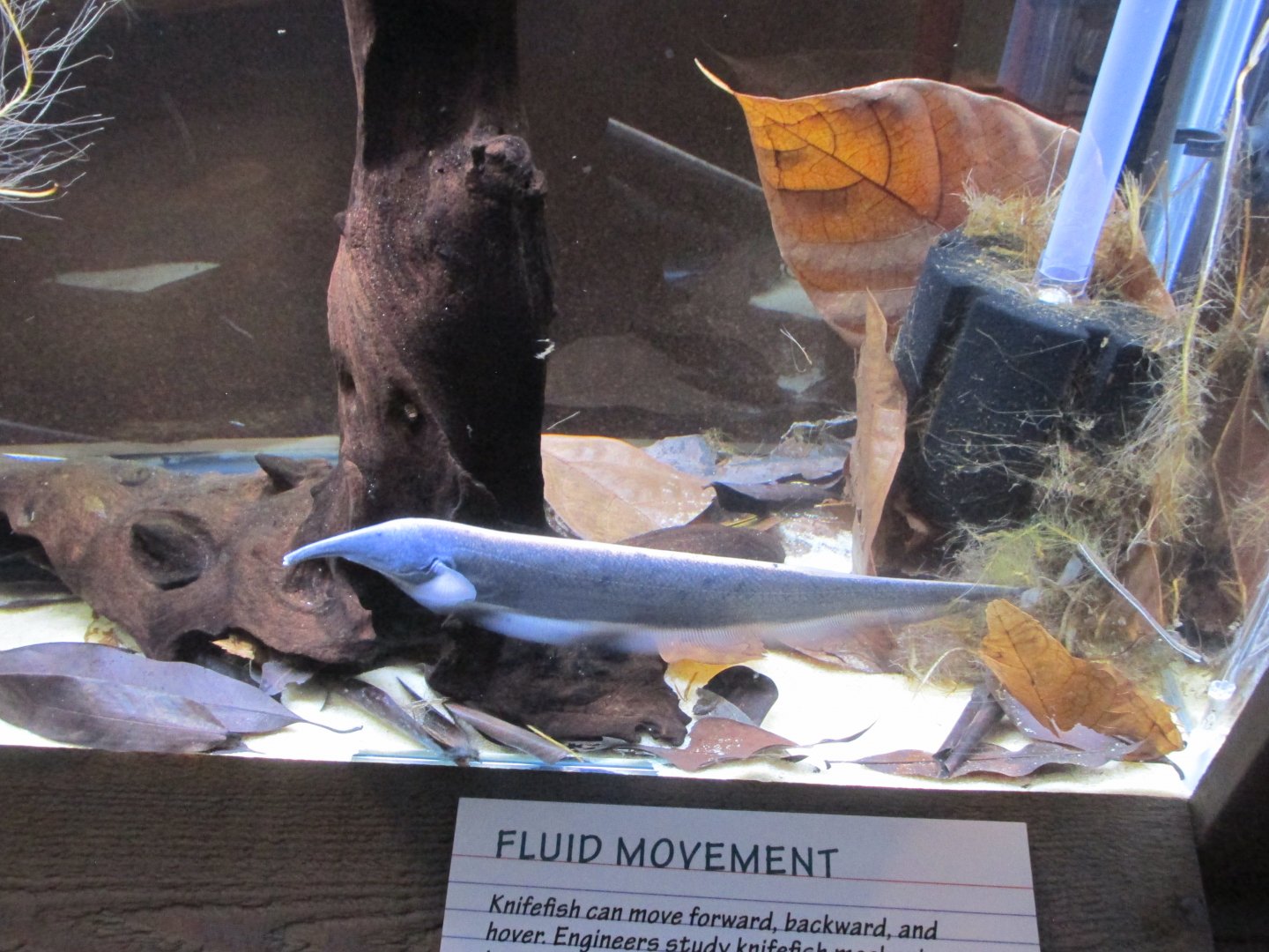elephant nose knifefish
