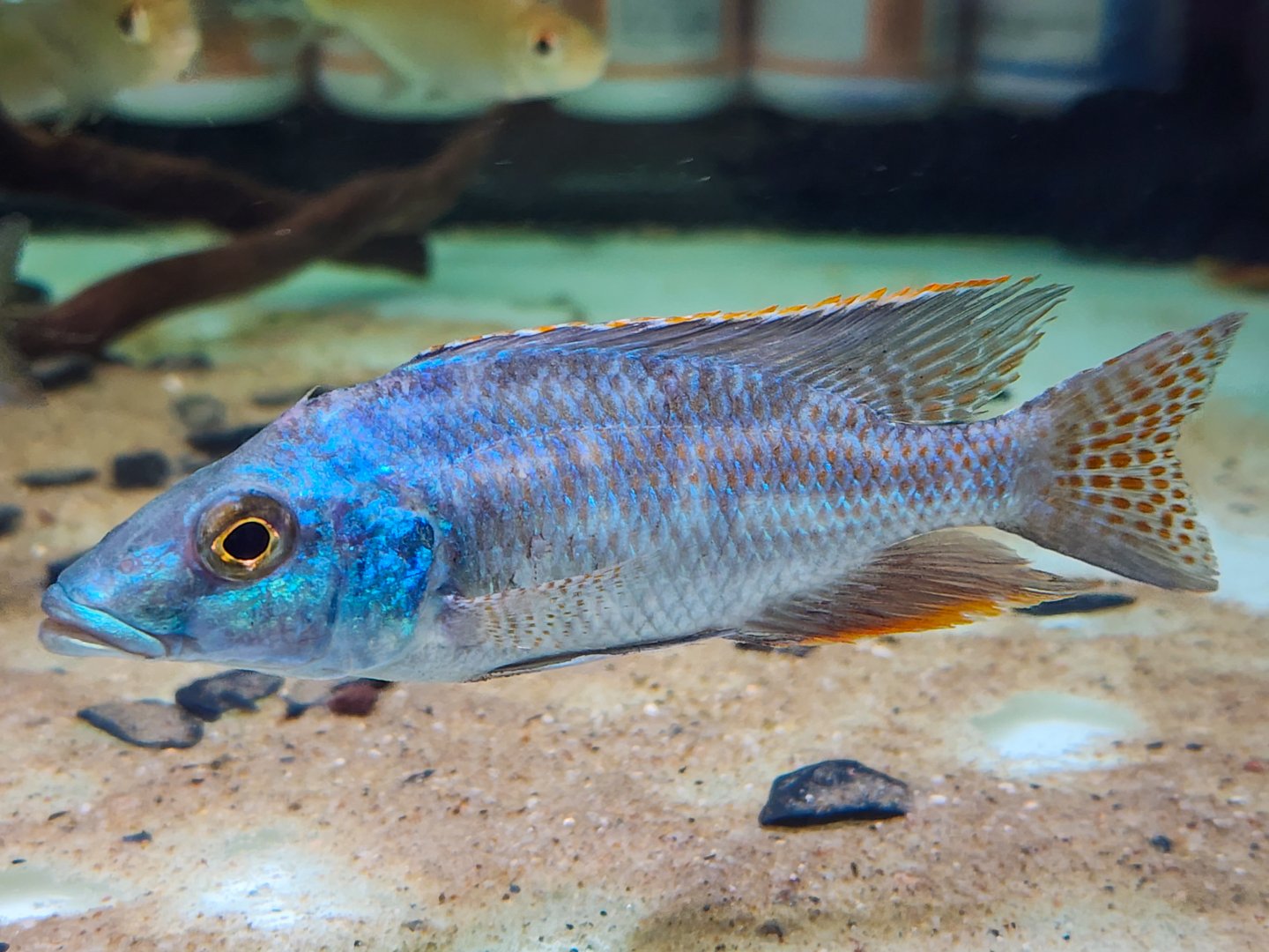 Elephant-nosed Cichlid (Nimbochromis linni)