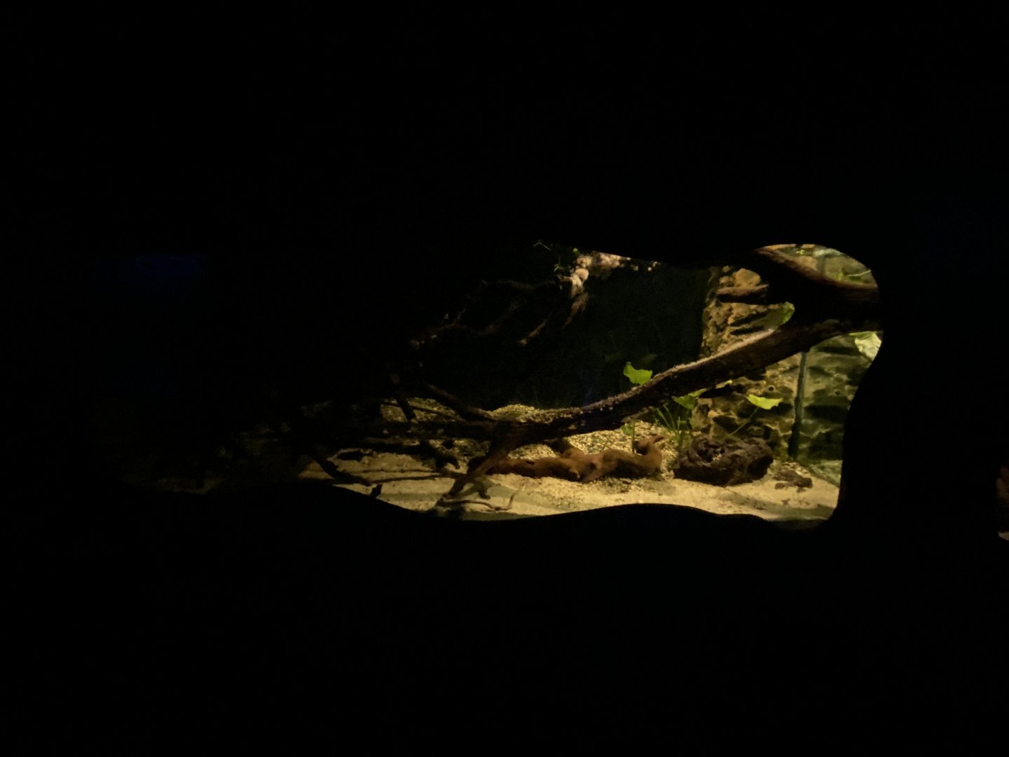 Elephant-nosed fish aquarium