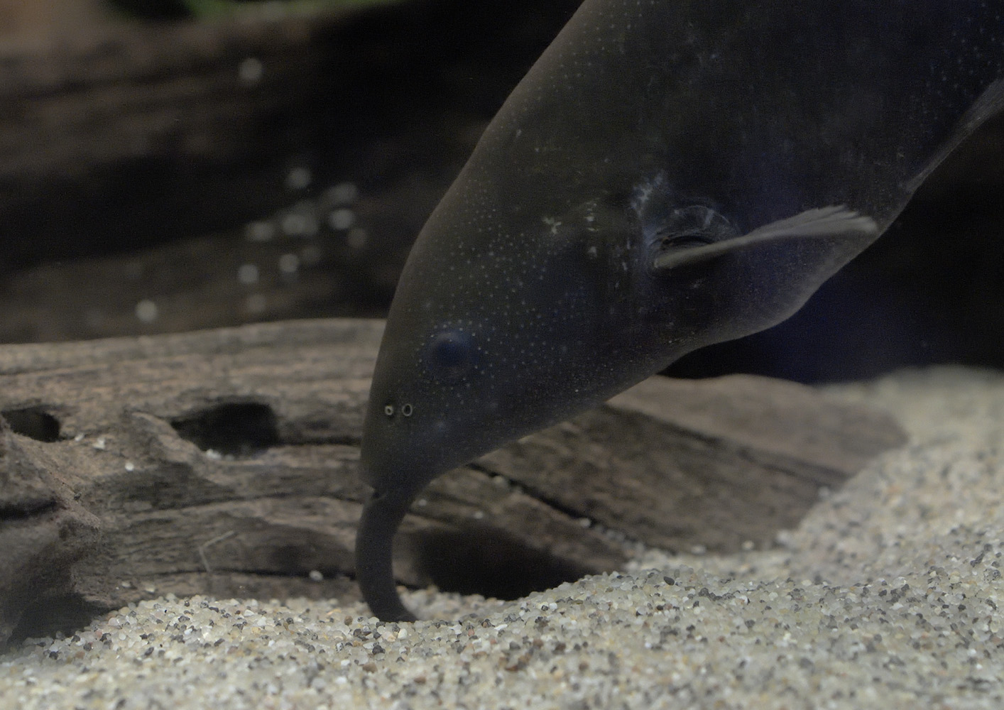 Elephant-nosed fish using its 'nose'