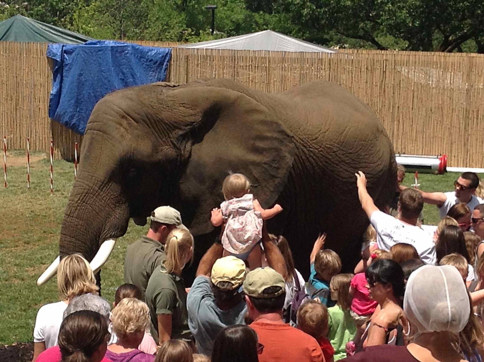 Elephant, Not protected contact!