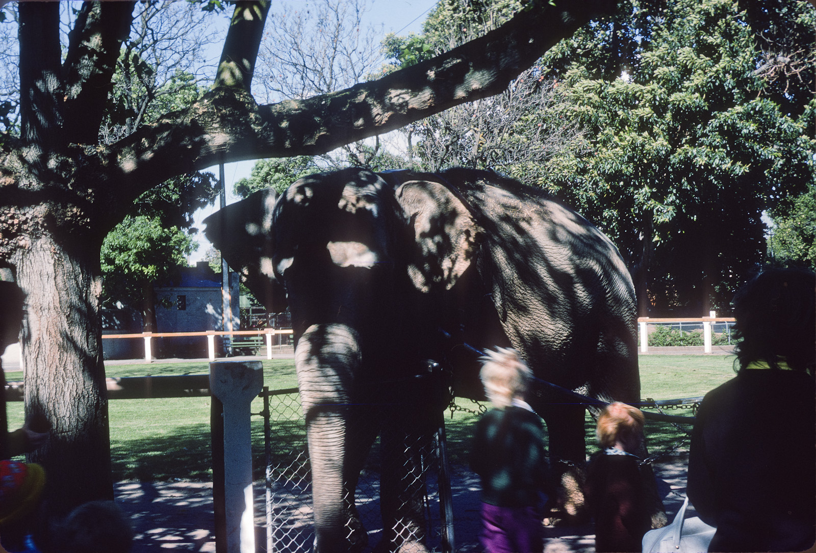 Elephant - Nov 1975