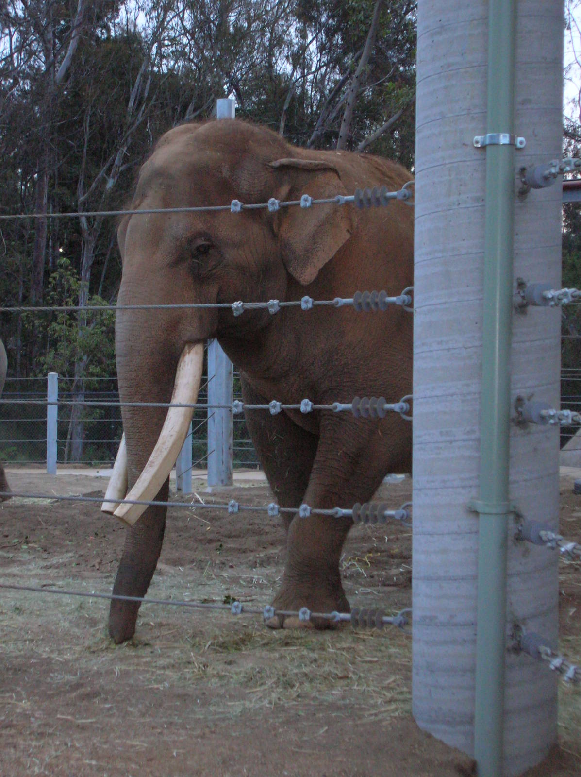 Elephant Odyssey 2009