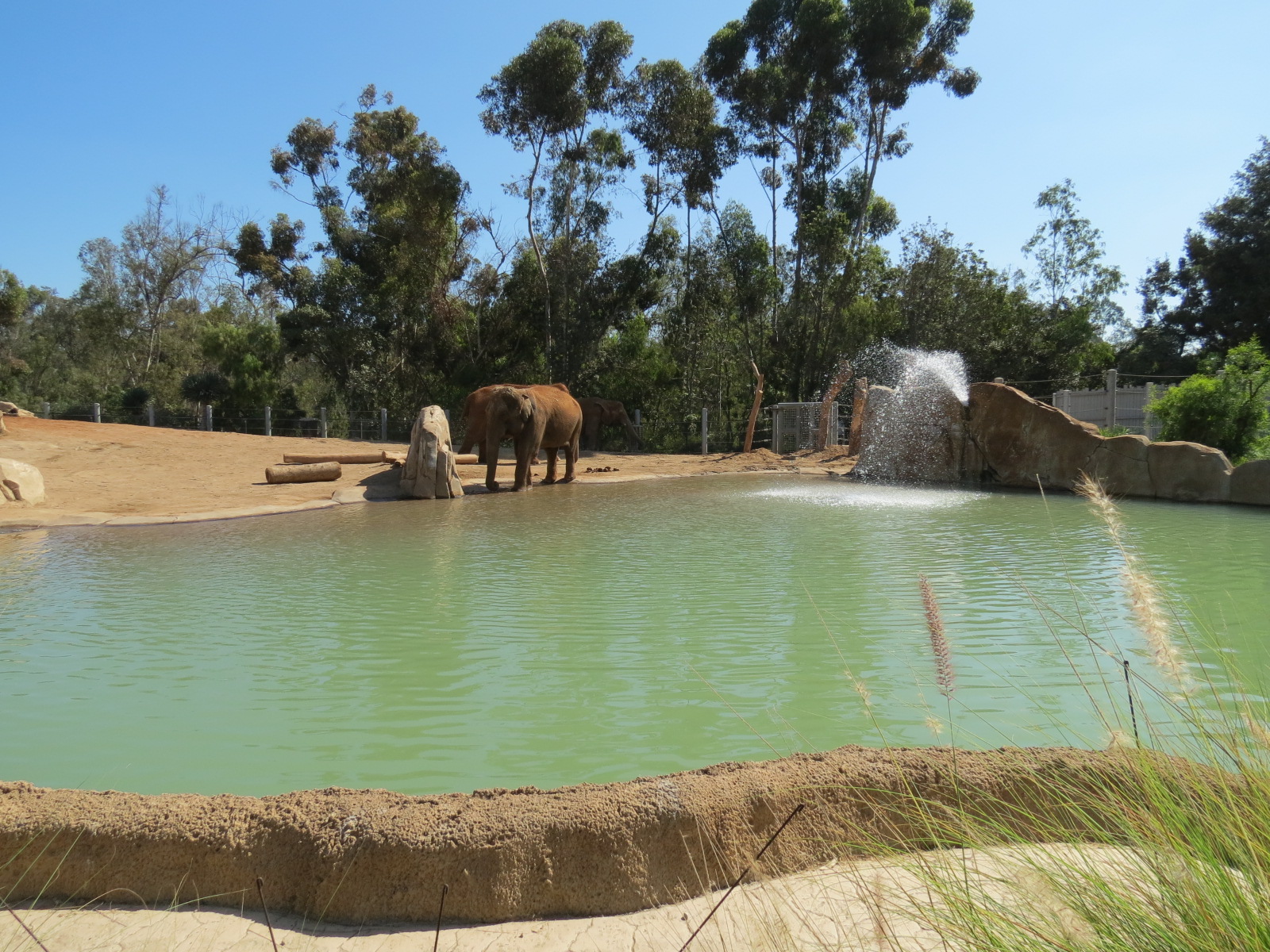 Elephant Odyssey - African and Asian Elephant Exhibit 1