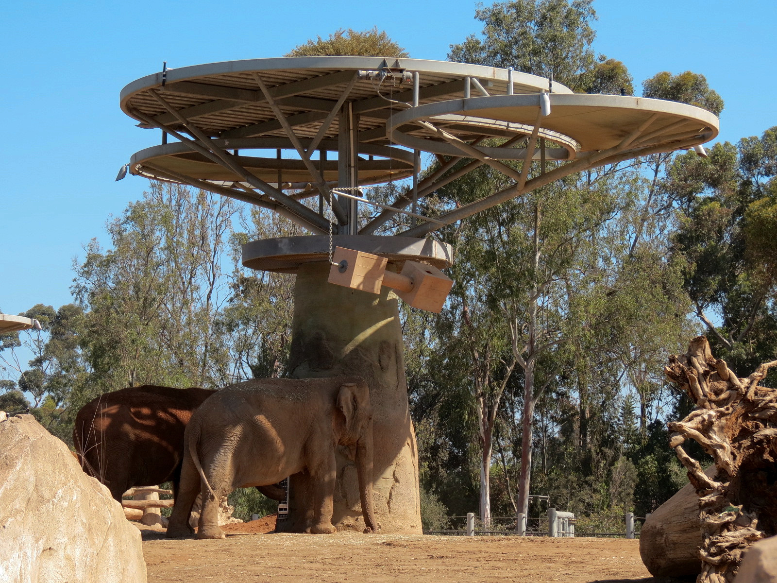 Elephant Odyssey - African and Asian Elephant Exhibit 1