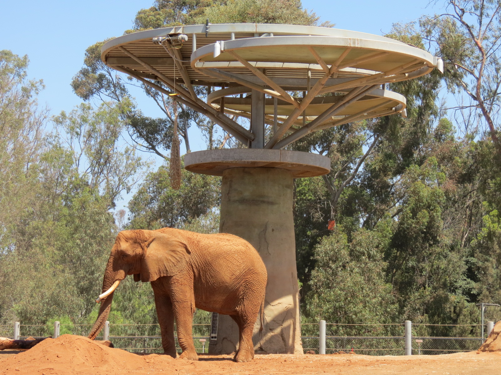 Elephant Odyssey - African and Asian Elephant Exhibit 1
