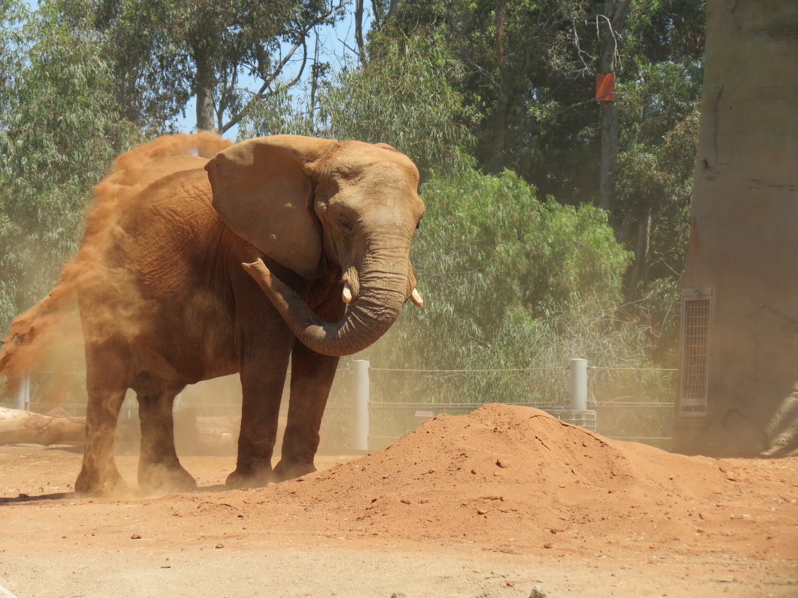 Elephant Odyssey - African and Asian Elephant Exhibit 1
