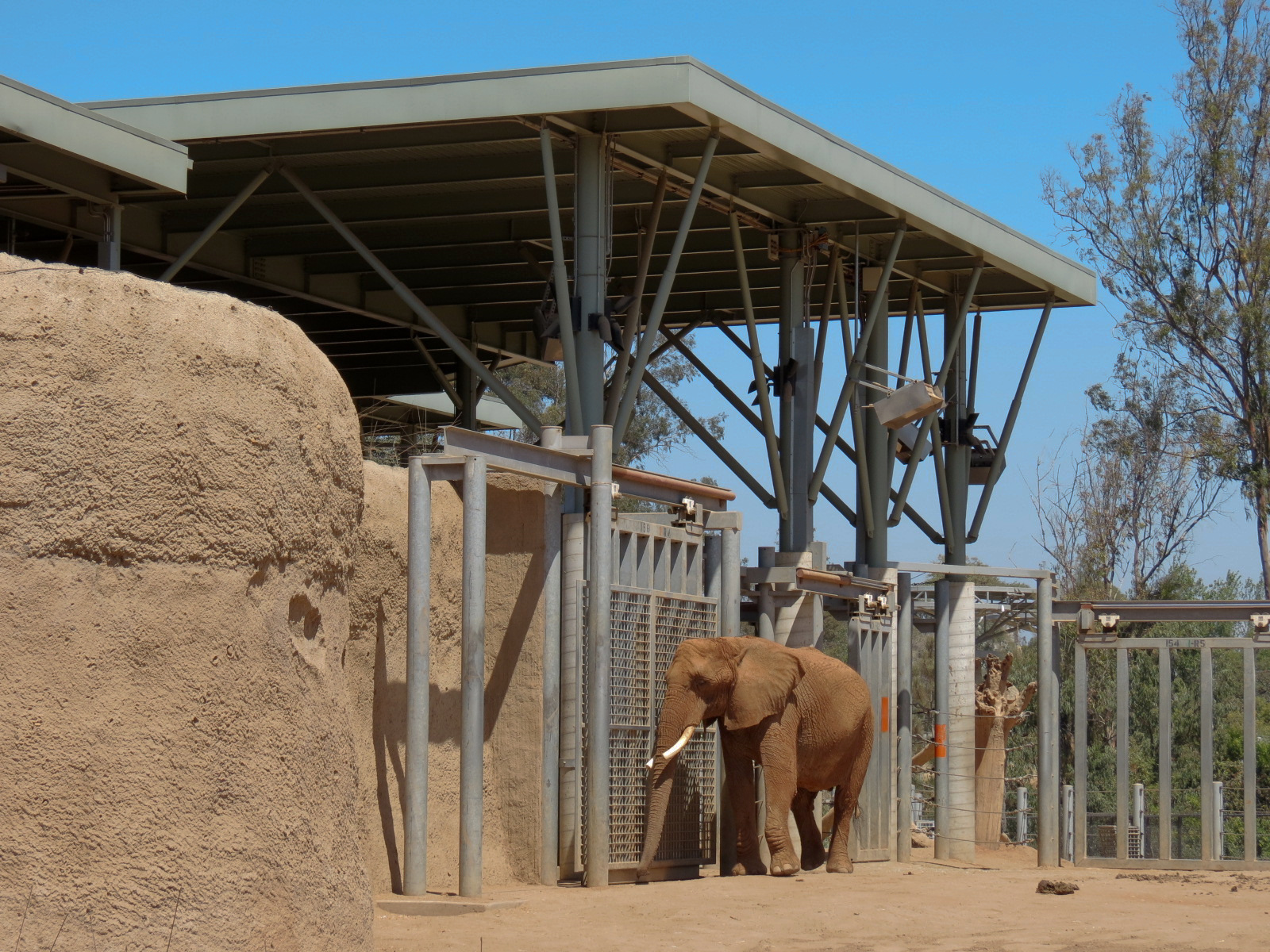 Elephant Odyssey - African and Asian Elephant Exhibit 1