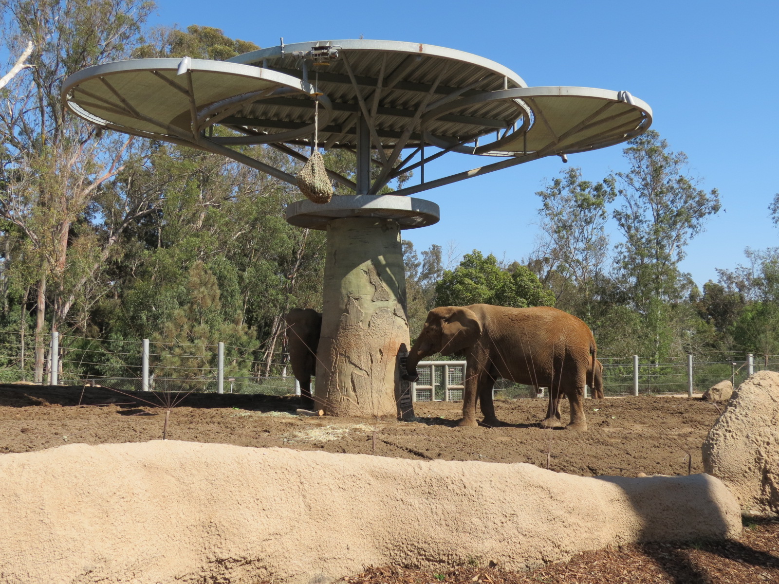 Elephant Odyssey - African and Asian Elephant Exhibit 2