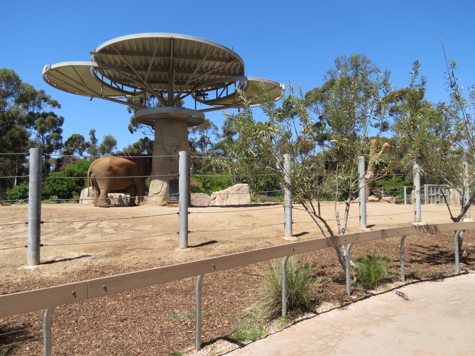 Elephant Odyssey - African and Asian Elephant Exhibit 3