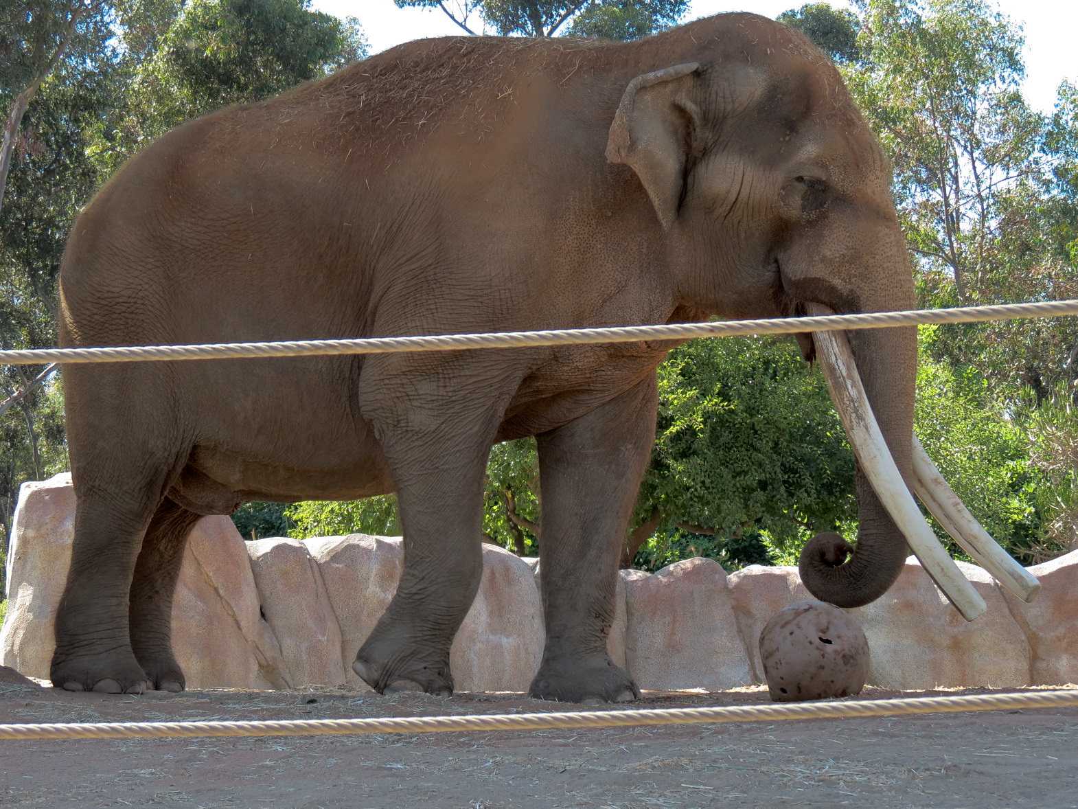 Elephant Odyssey - African and Asian Elephant Exhibit 3