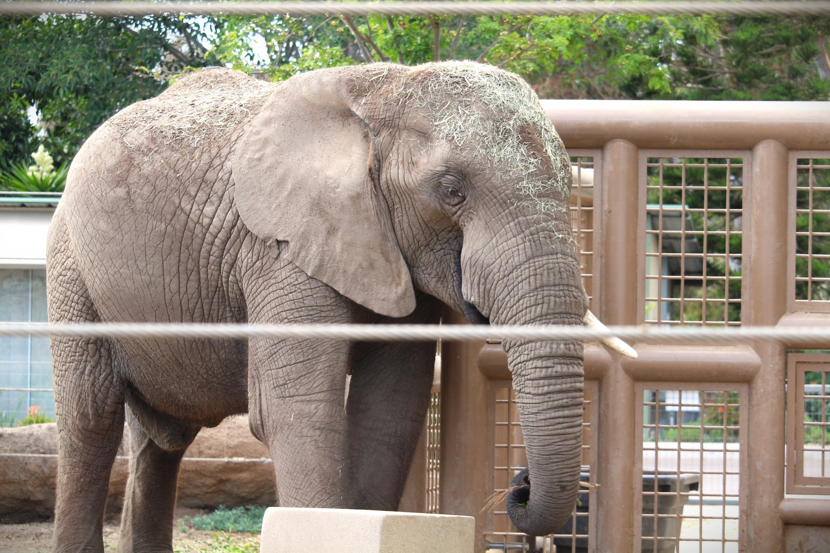 Elephant Odyssey - African Bush Elephant
