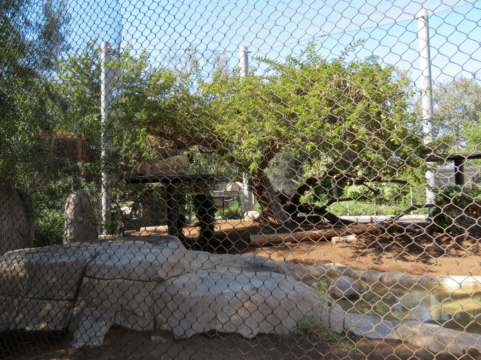 Elephant Odyssey - African Lion Exhibit