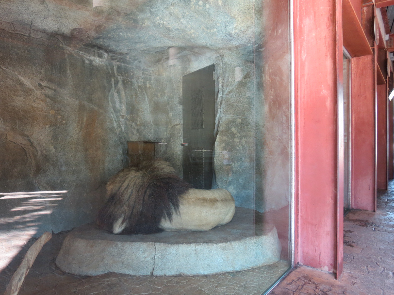 Elephant Odyssey - African Lion Exhibit