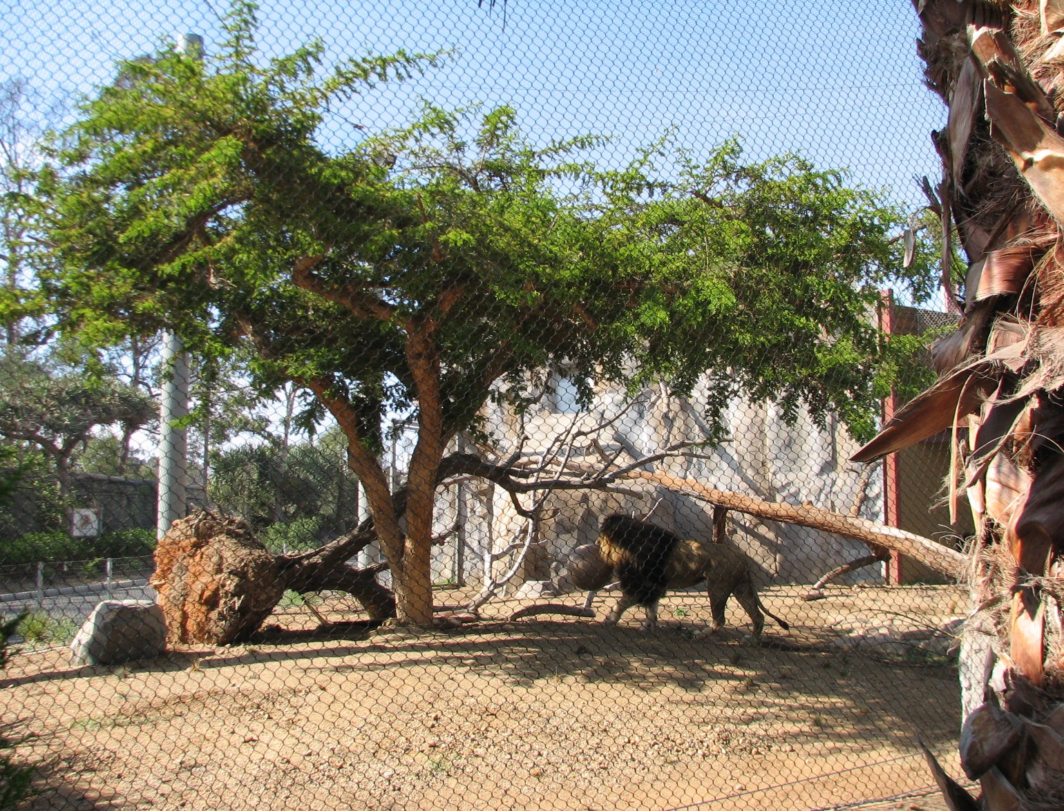 Elephant Odyssey - African Lion Exhibit
