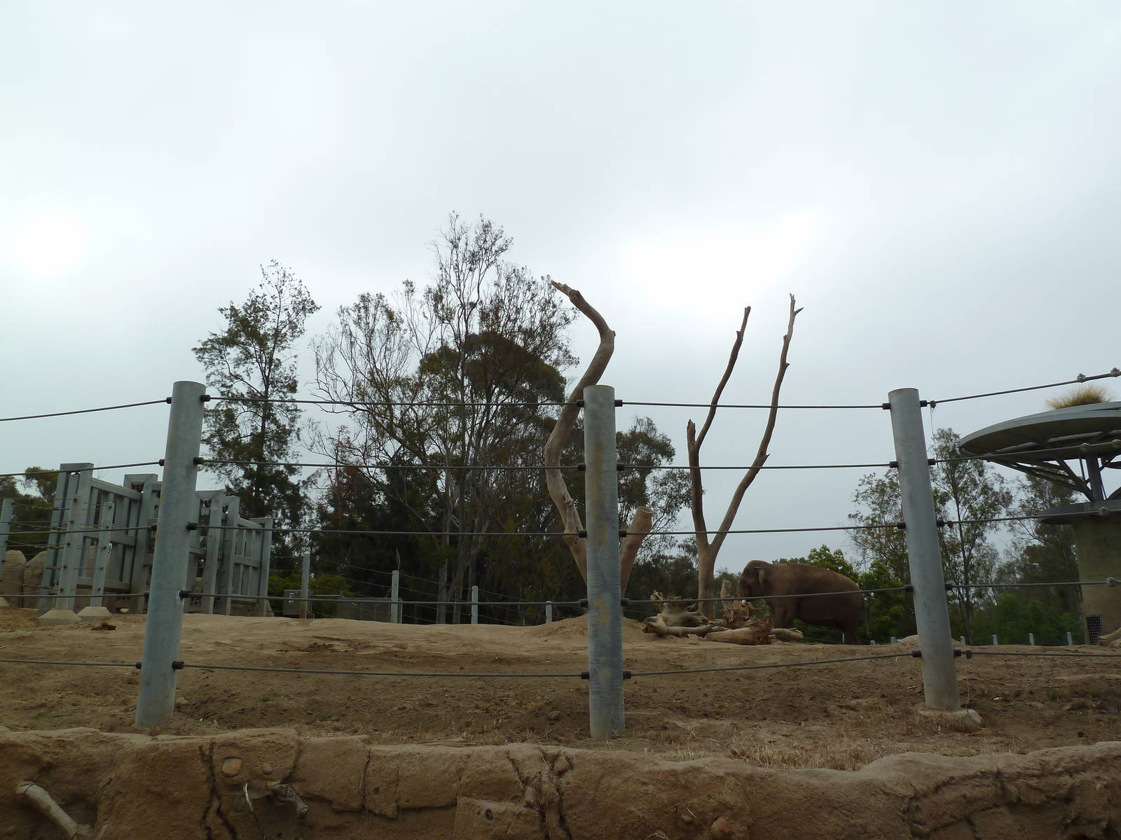 Elephant Odyssey - Asian Elephant Exhibit