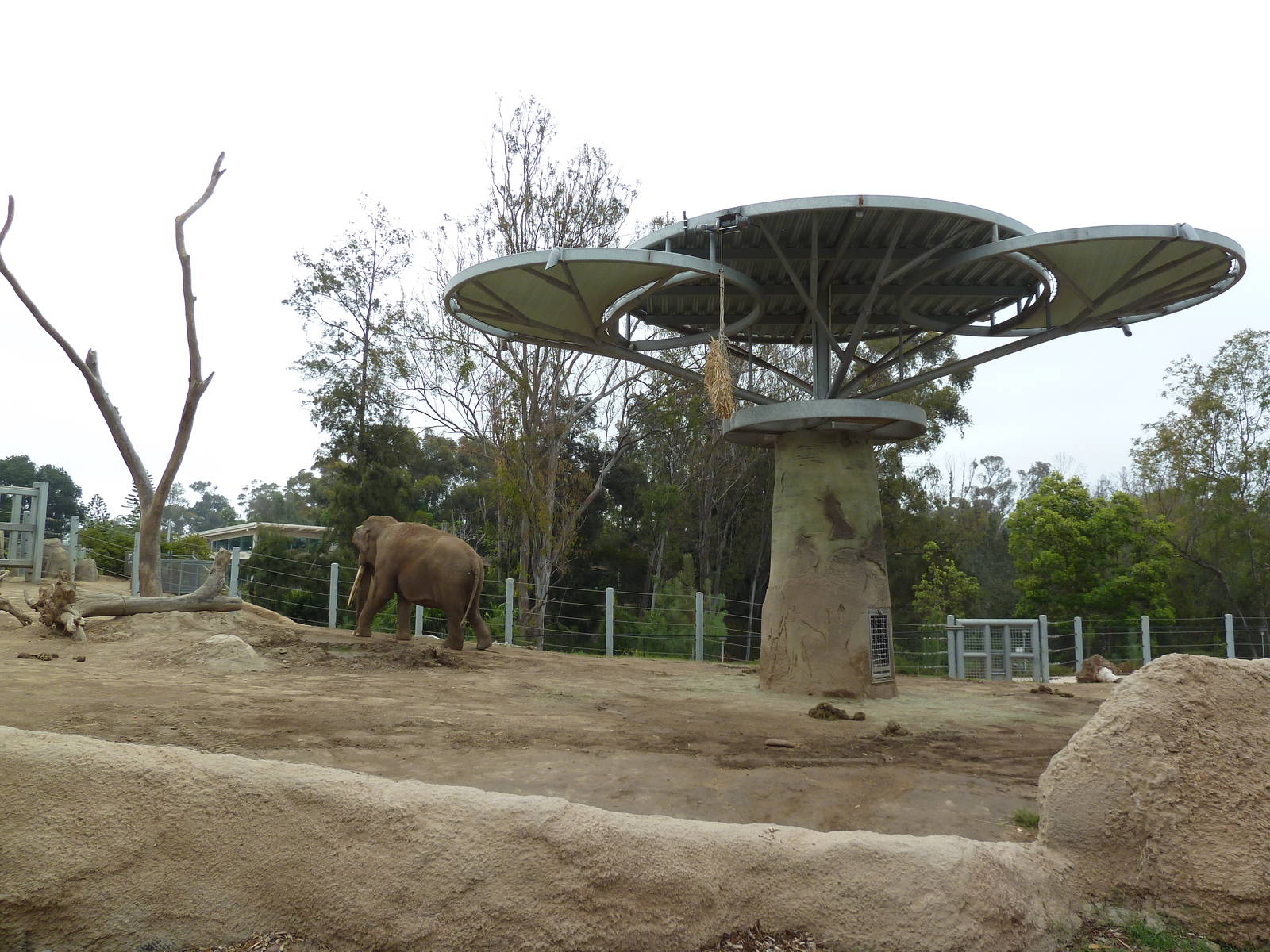 Elephant Odyssey - Asian Elephant Exhibit