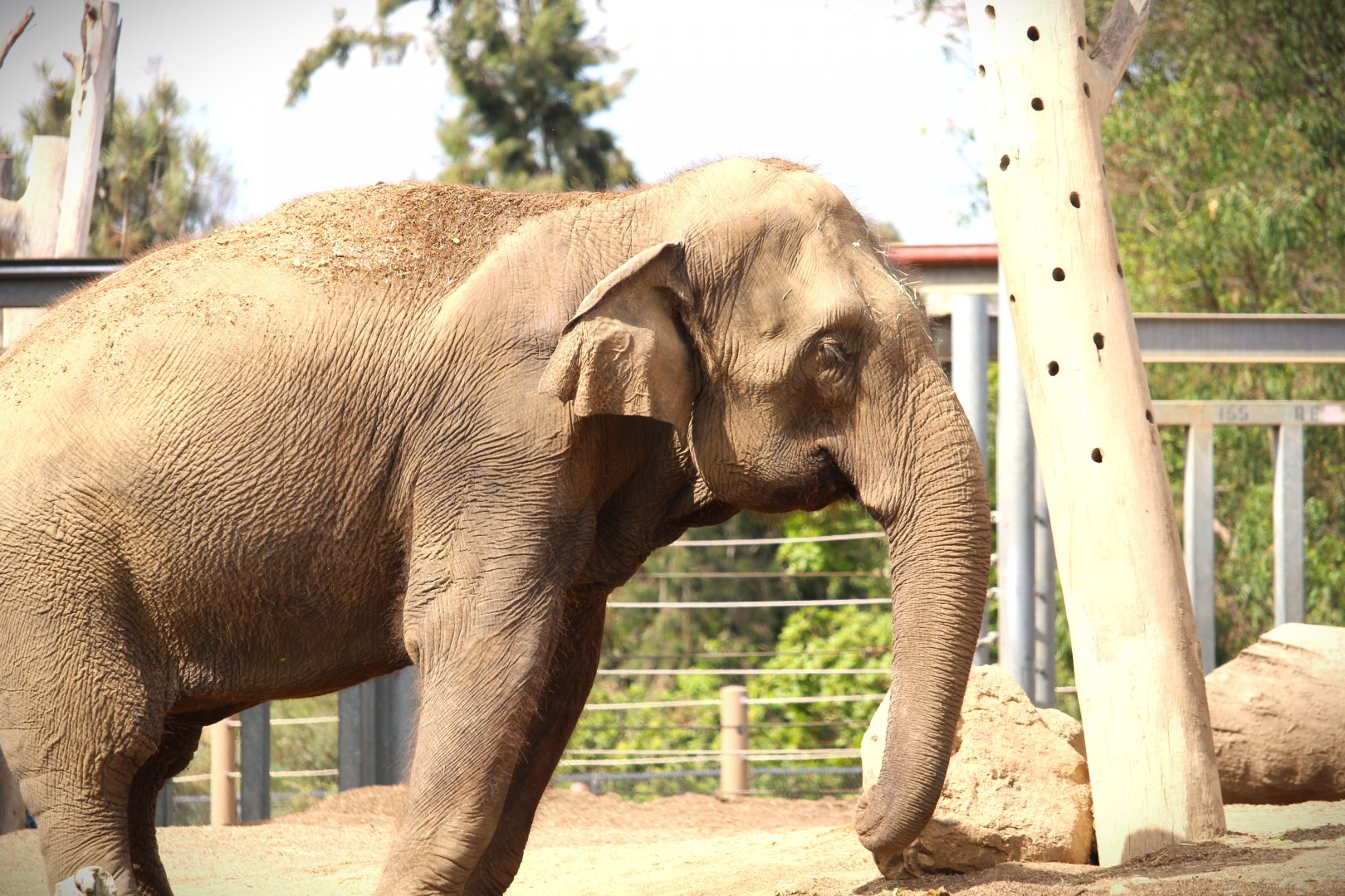Elephant Odyssey - Asian Elephant