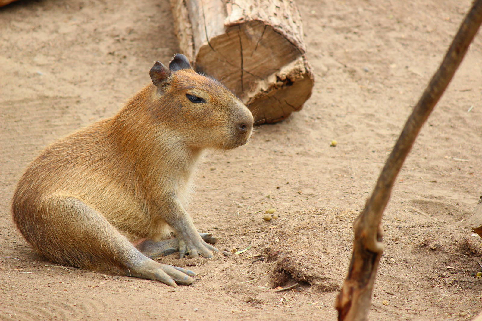 Elephant Odyssey - Baby Capybara