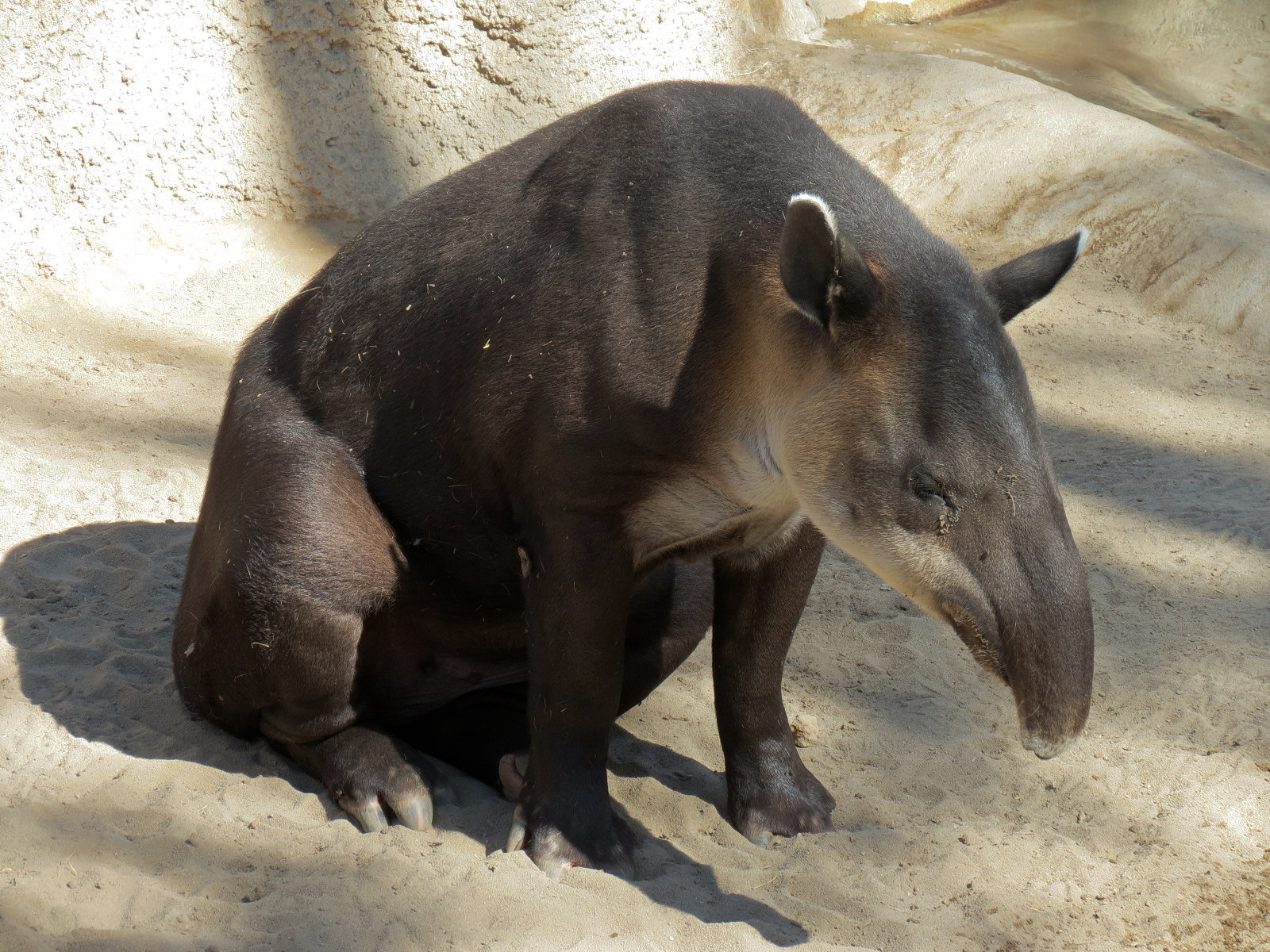 Elephant Odyssey - Bairds Tapir and Others Exhibit 1 - Bairds Tapir