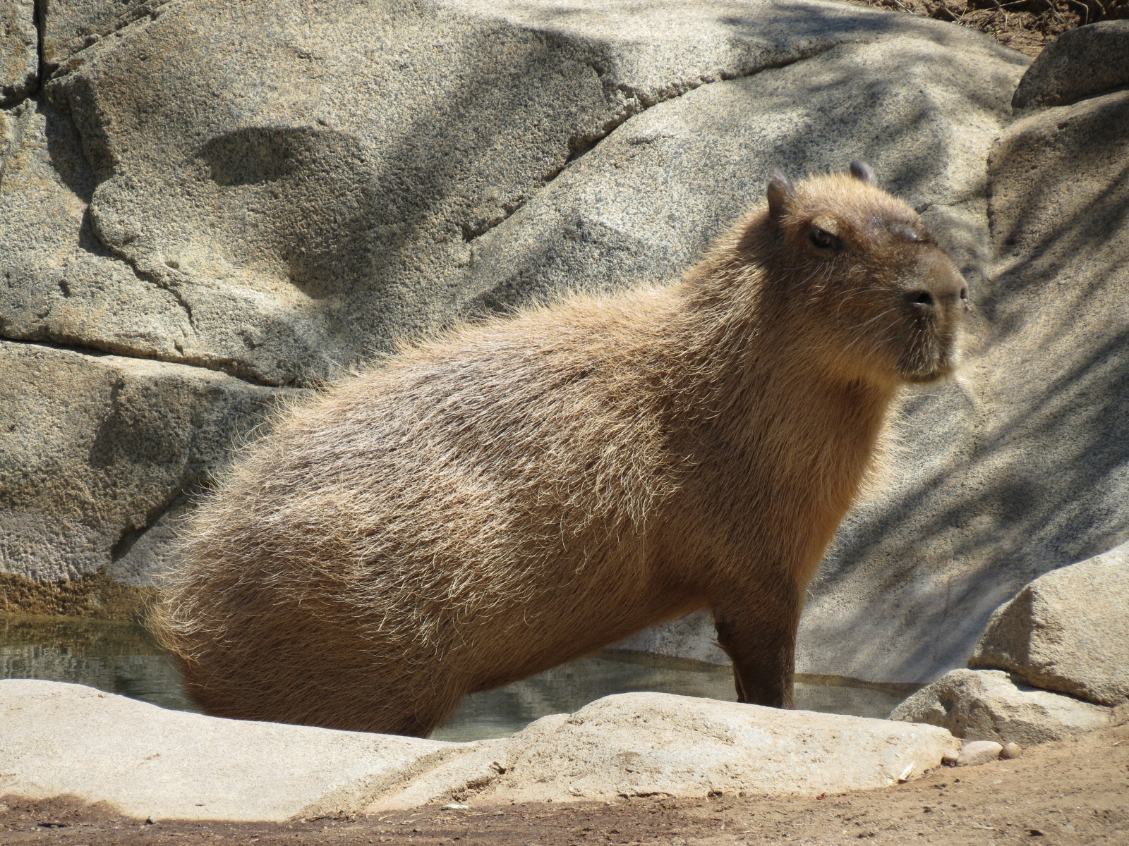 Elephant Odyssey - Bairds Tapir and Others Exhibit 2 - Capybara