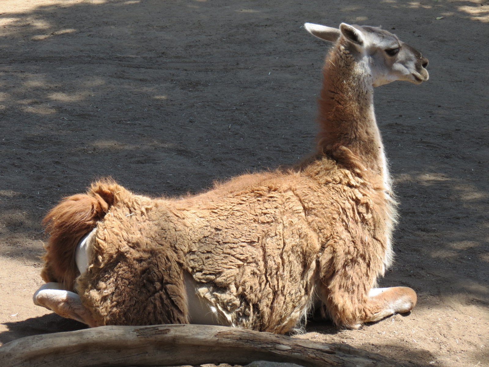 Elephant Odyssey - Bairds Tapir and Others Exhibit 2 - Guanaco