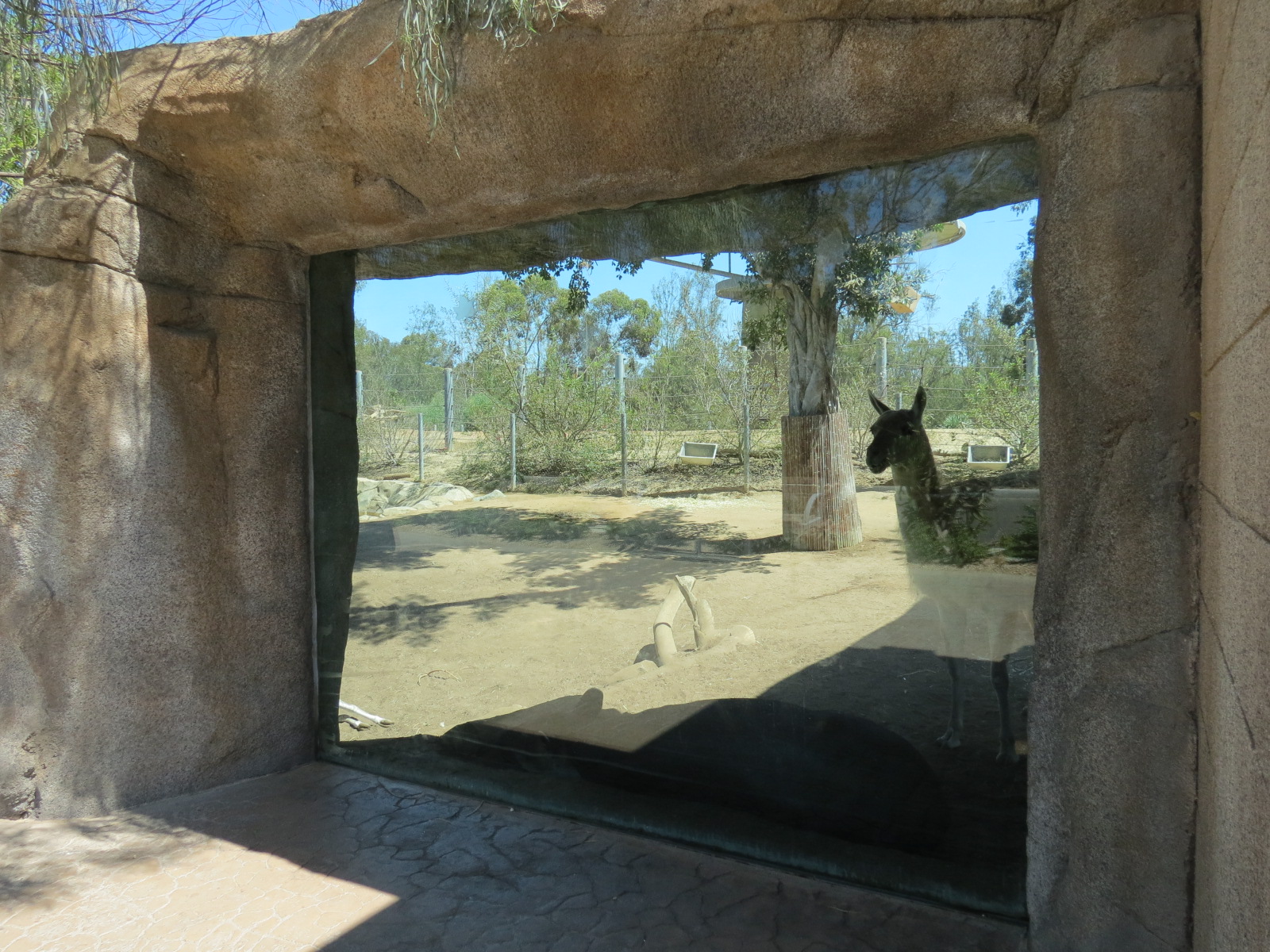 Elephant Odyssey - Bairds Tapir and Others Exhibit 2