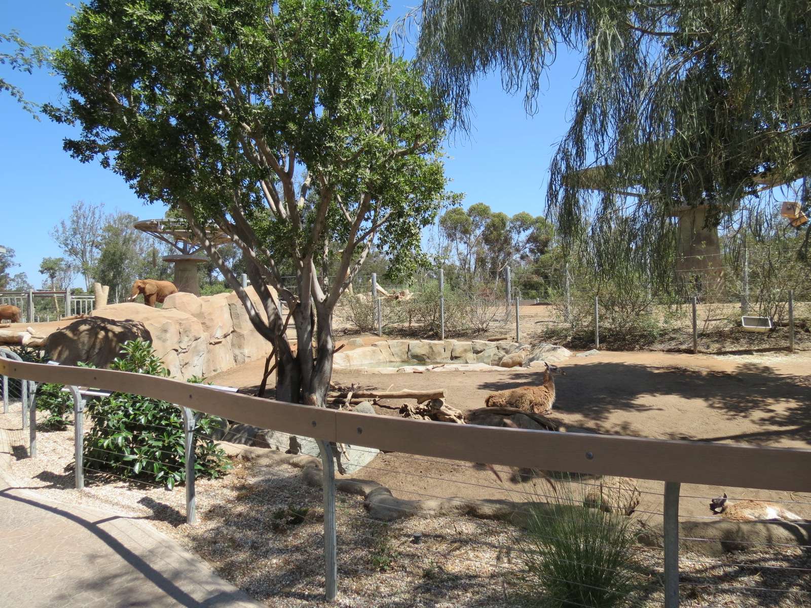 Elephant Odyssey - Bairds Tapir and Others Exhibit 2