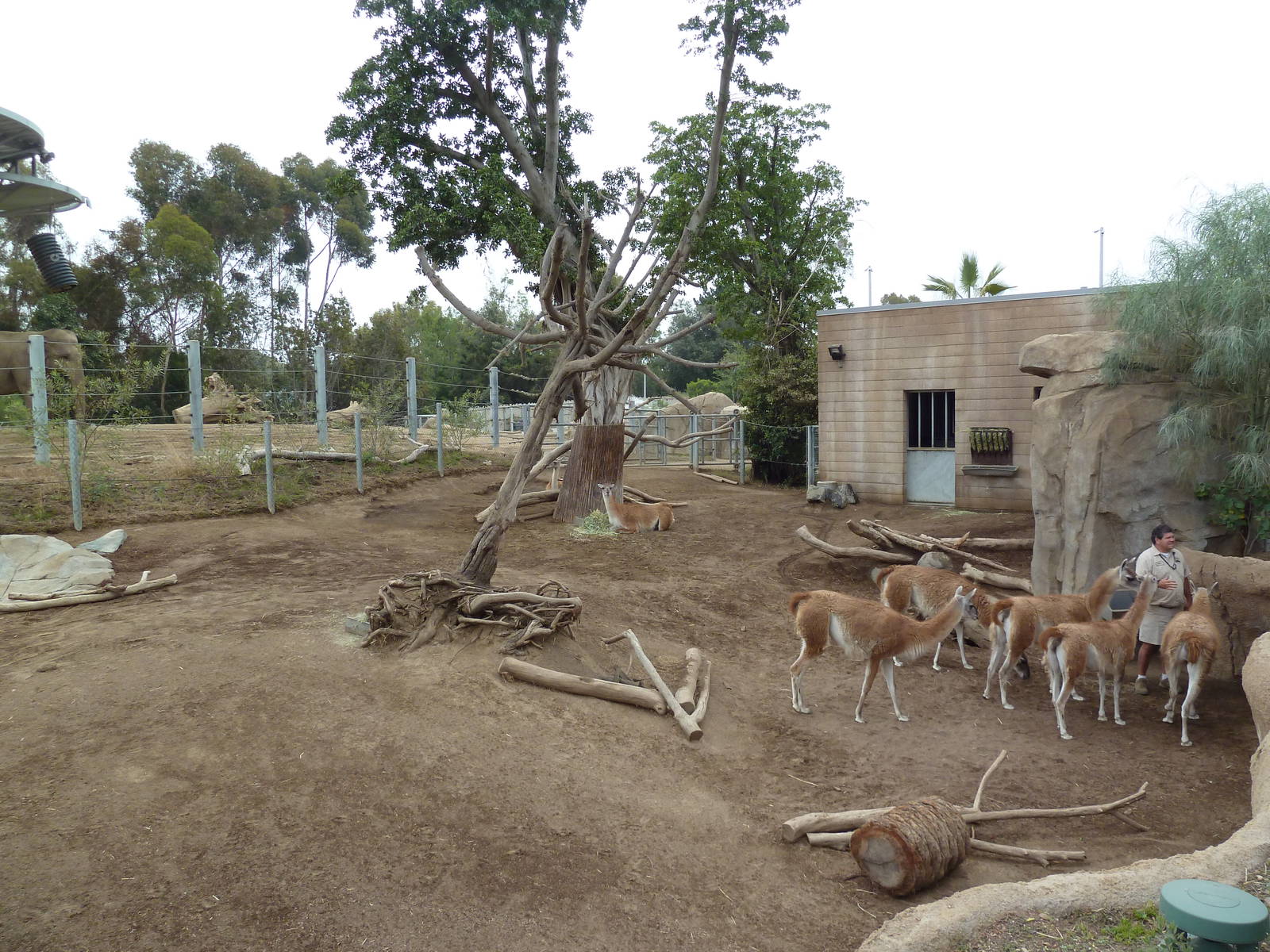 Elephant Odyssey - Baird's Tapir/Guanaco/Capybara Exhibit