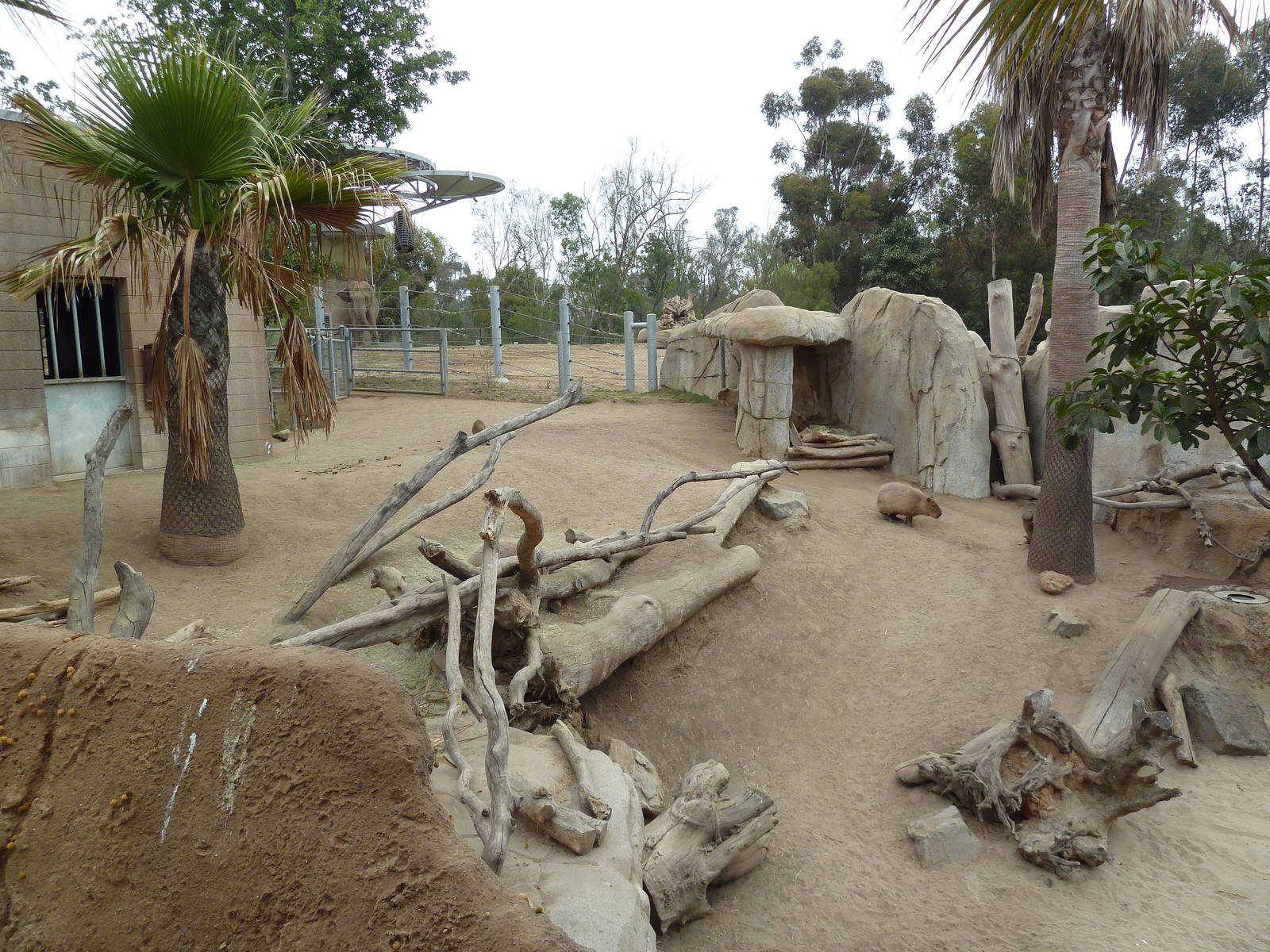 Elephant Odyssey - Baird's Tapir/Guanaco/Capybara Exhibit
