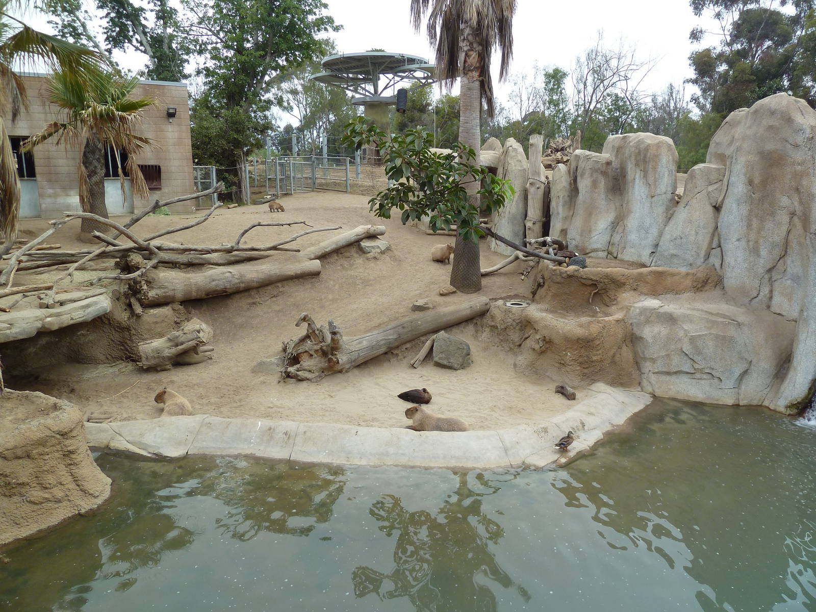 Elephant Odyssey - Baird's Tapir/Guanaco/Capybara Exhibit