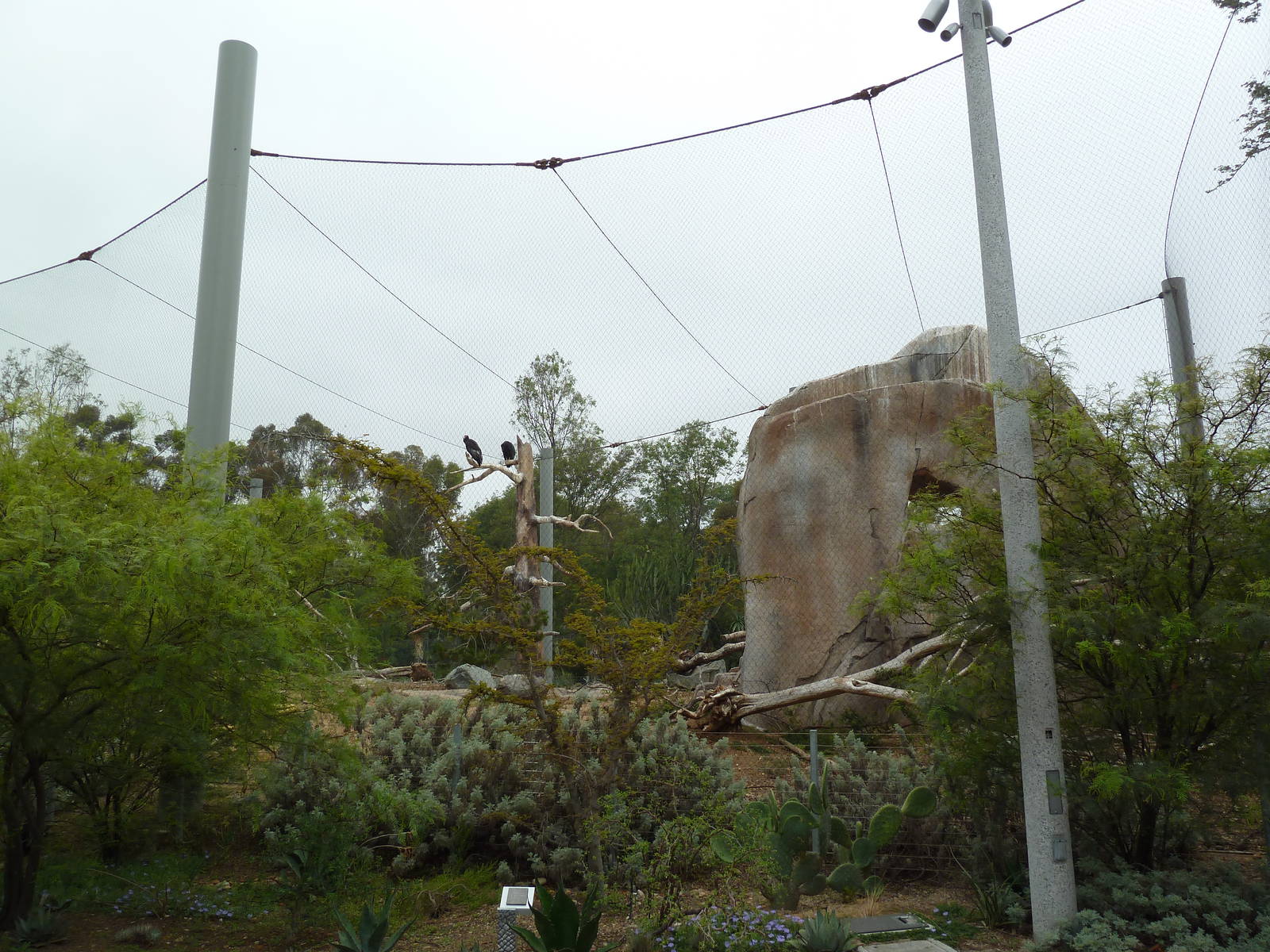 Elephant Odyssey - California Condor Exhibit