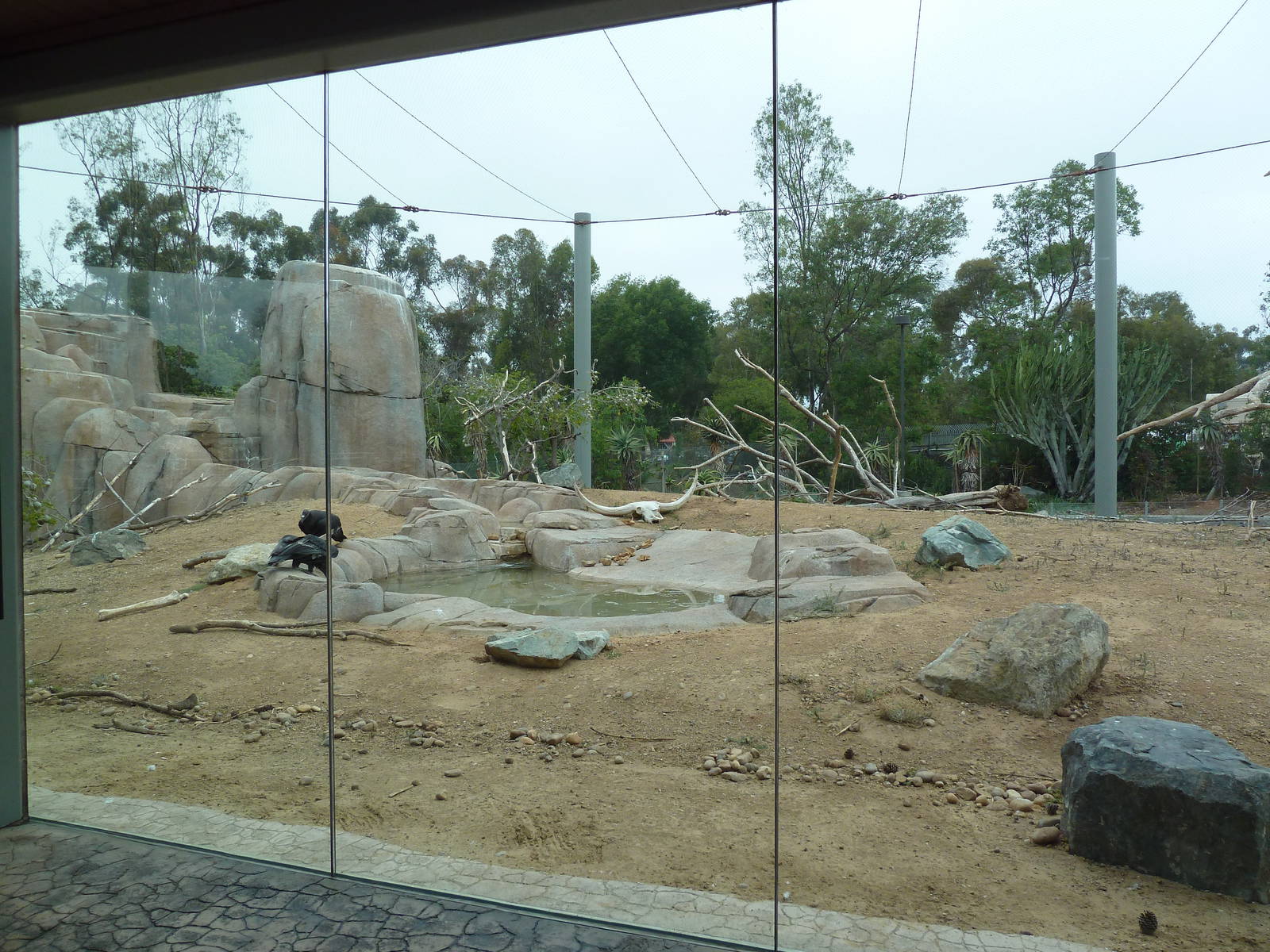 Elephant Odyssey - California Condor Exhibit