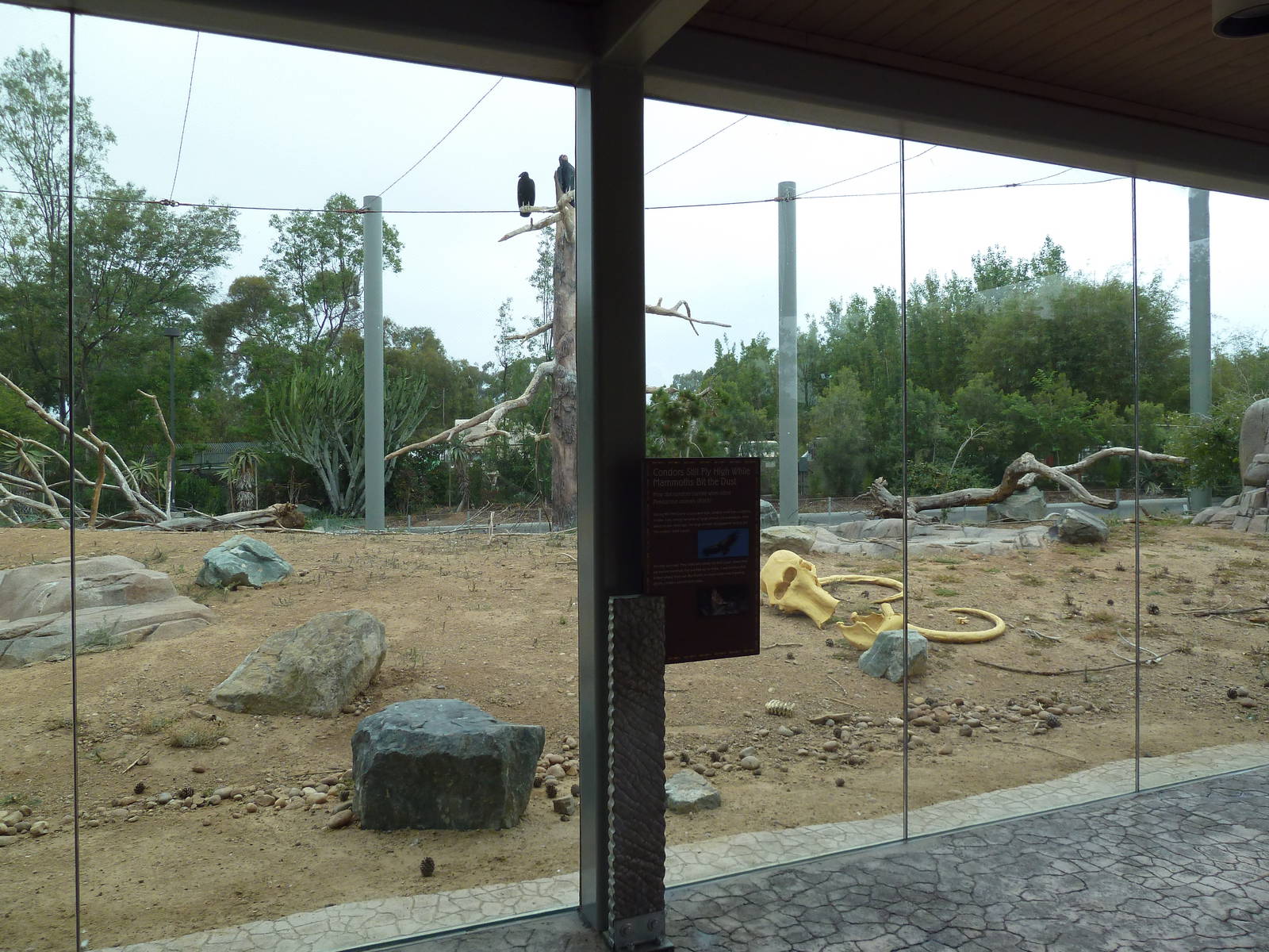 Elephant Odyssey - California Condor Exhibit