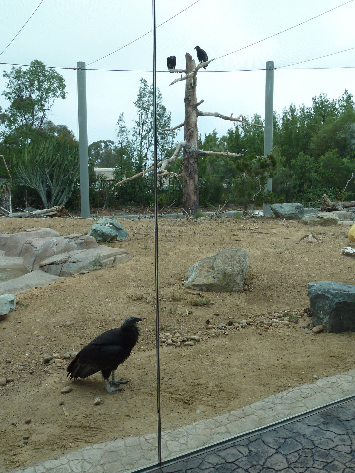 Elephant Odyssey - California Condor Exhibit