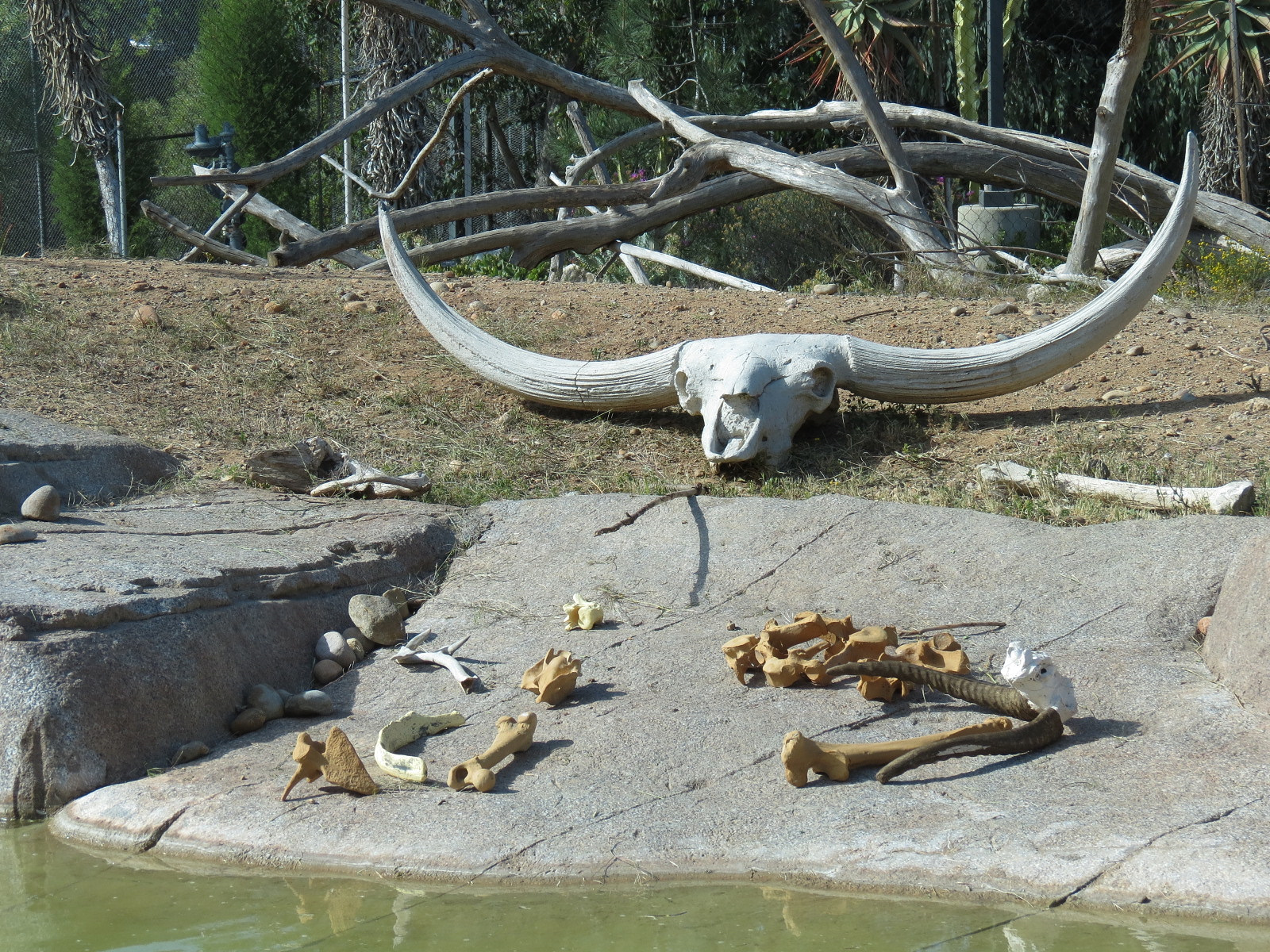 Elephant Odyssey - California Condor Exhibit