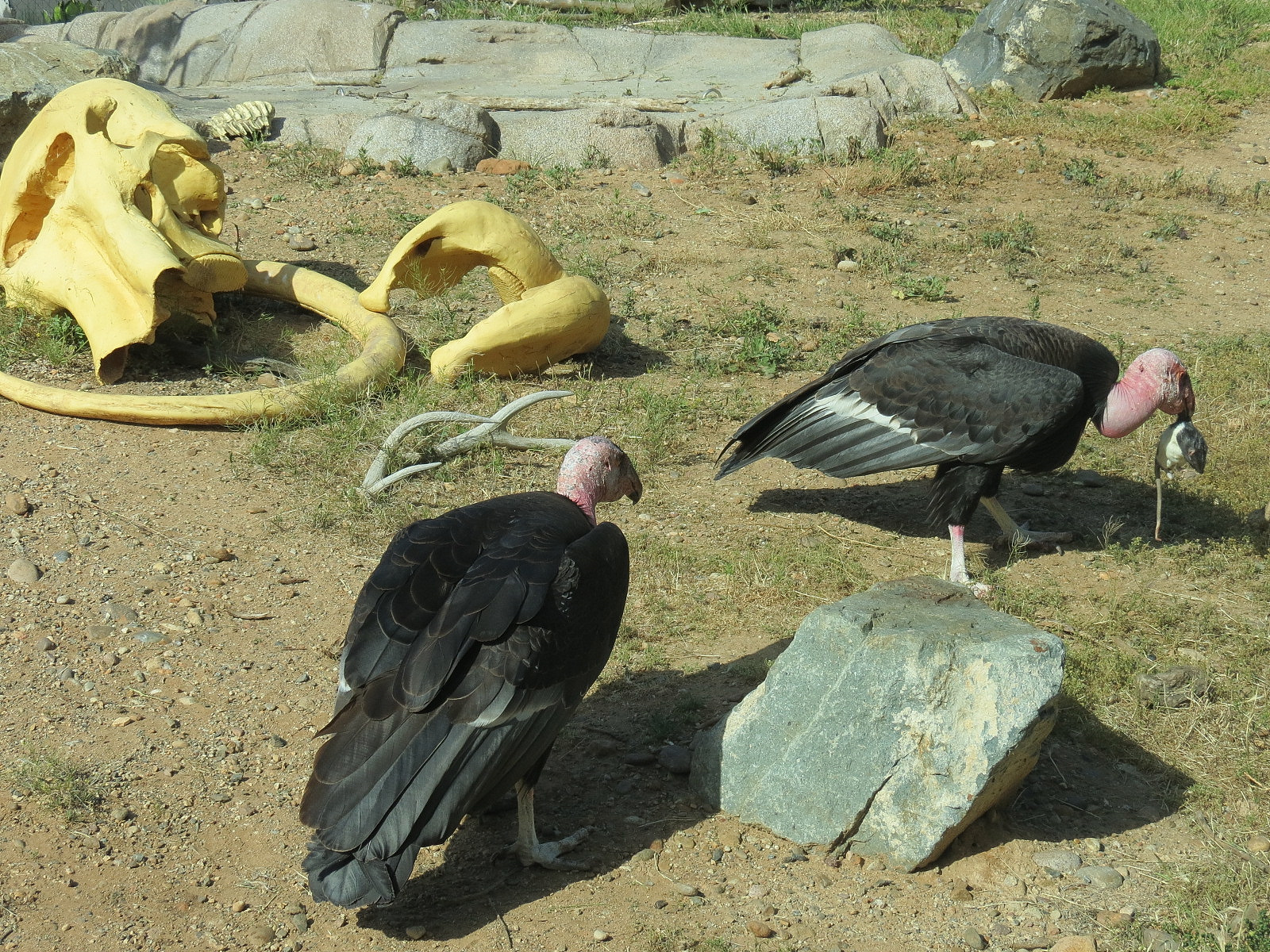 Elephant Odyssey - California Condor Exhibit