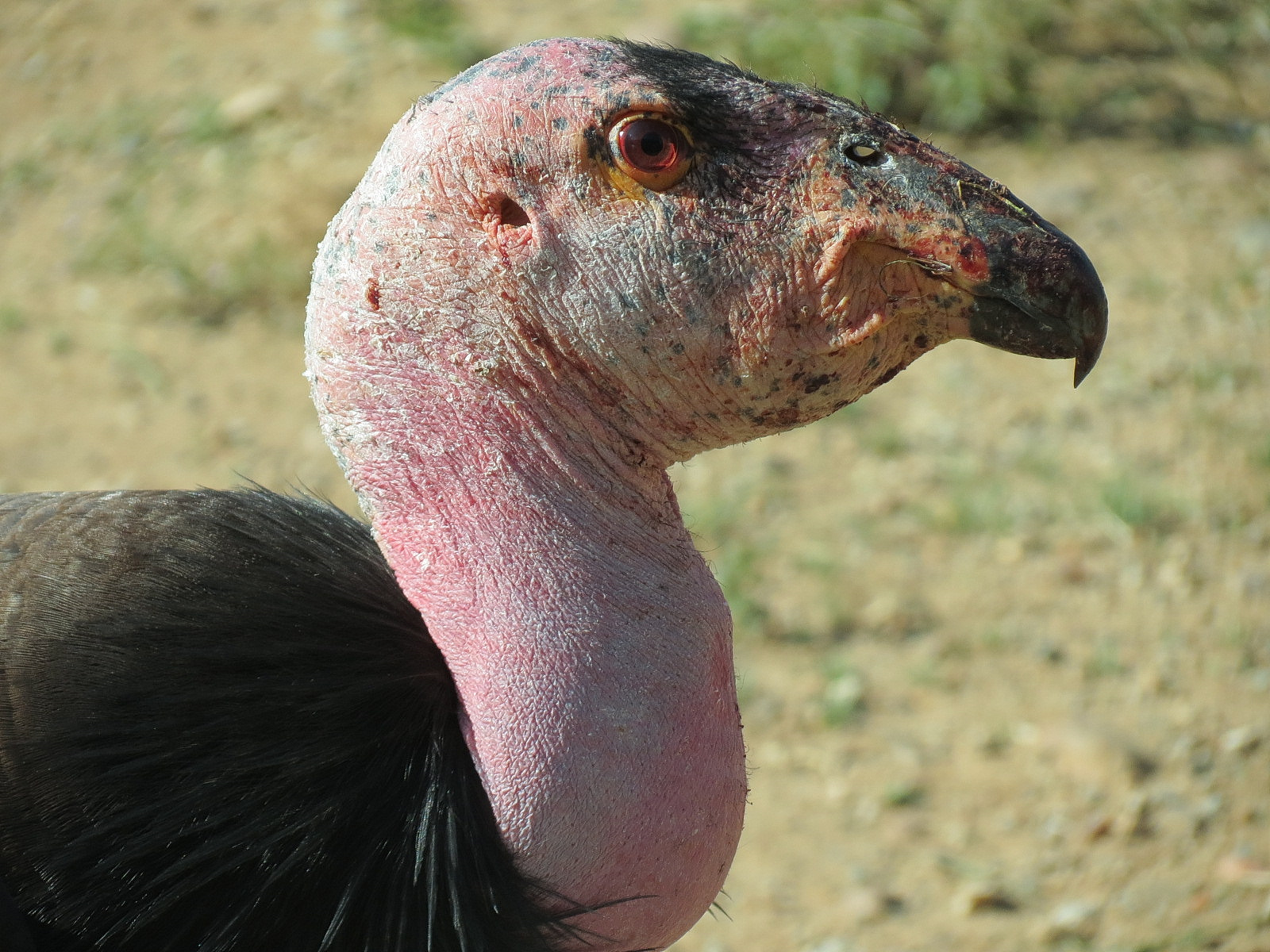 Elephant Odyssey - California Condor Exhibit