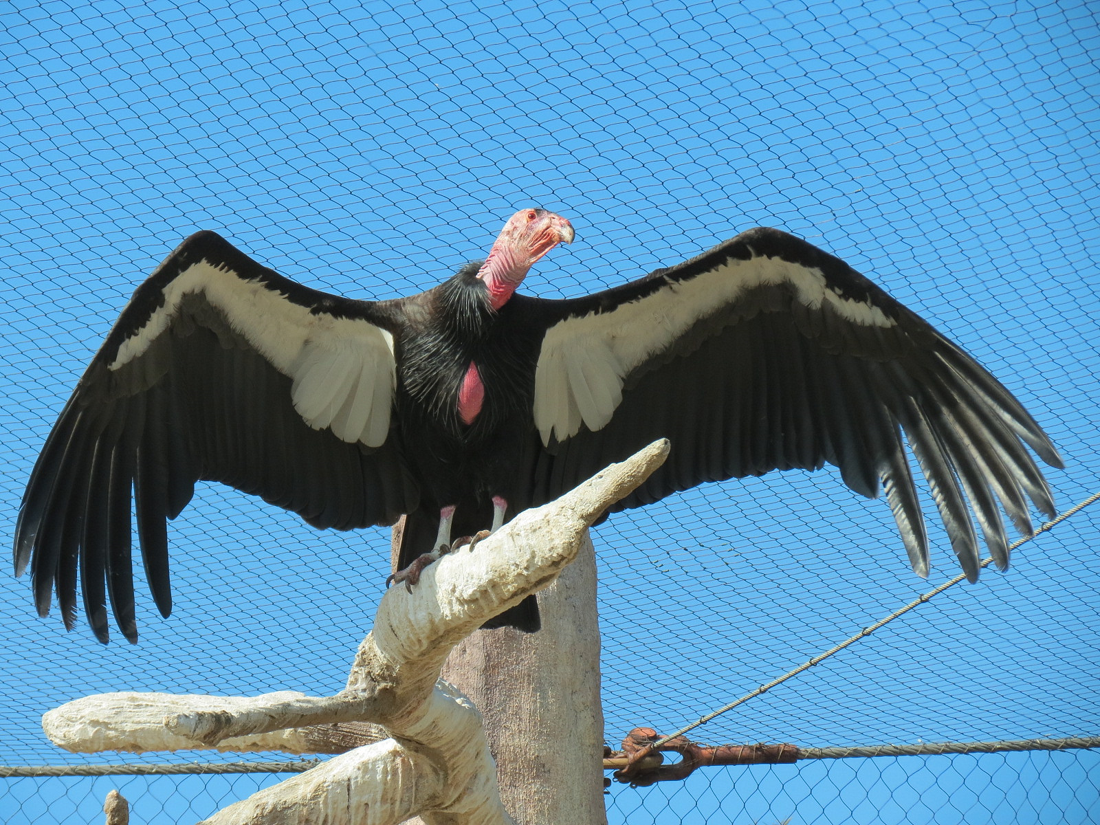 Elephant Odyssey - California Condor Exhibit