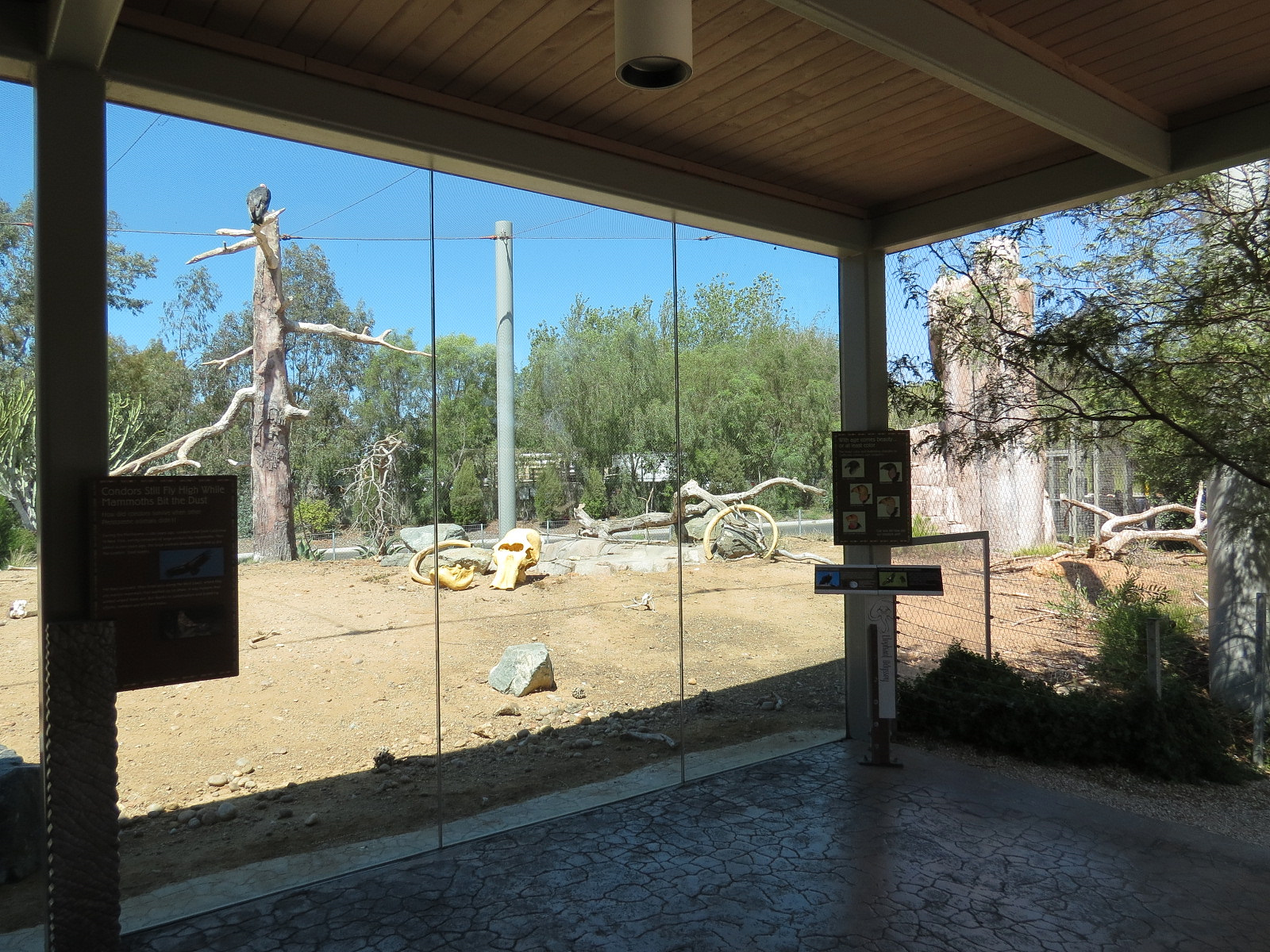 Elephant Odyssey - California Condor Exhibit