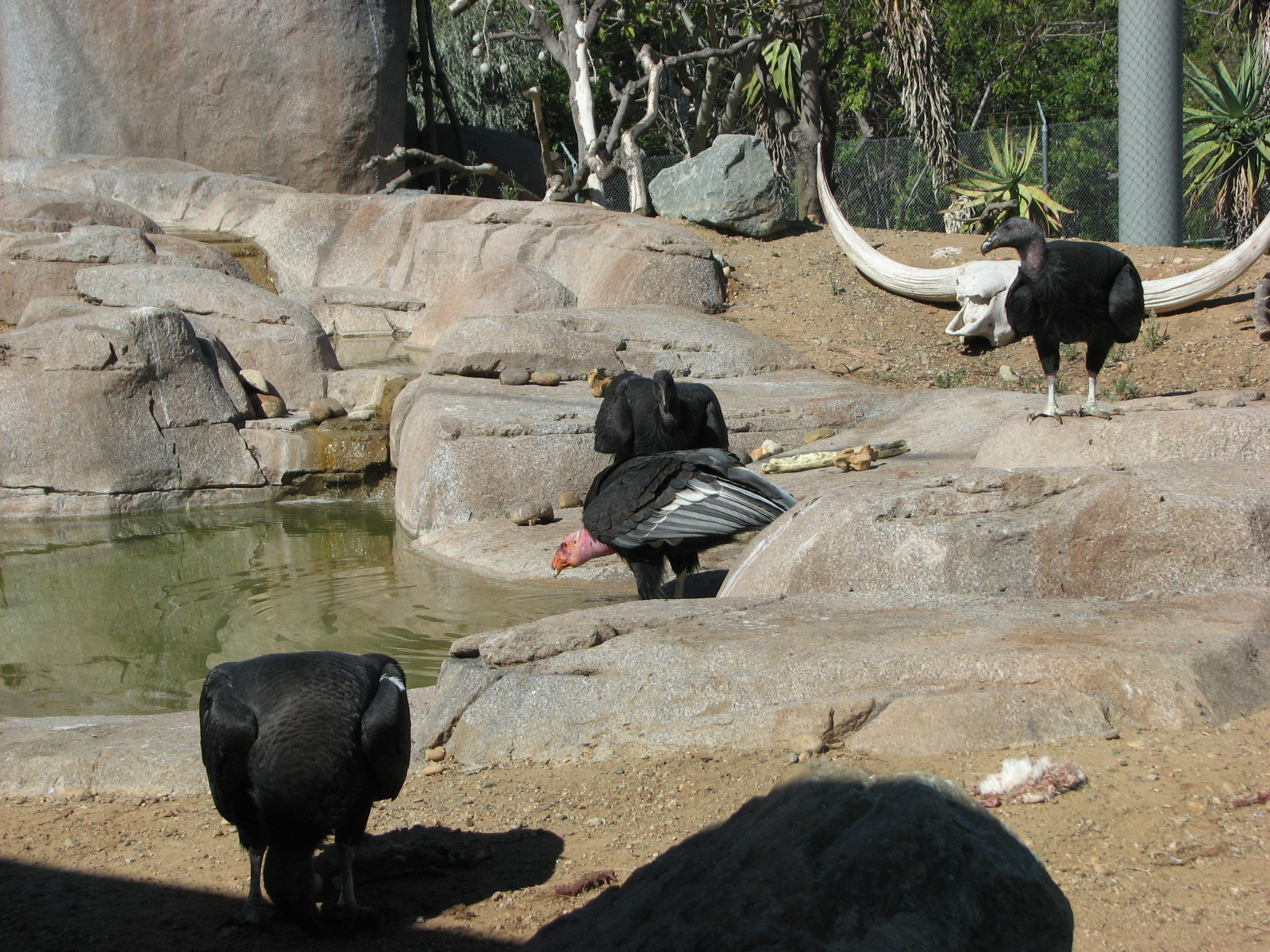 Elephant Odyssey - California Condor