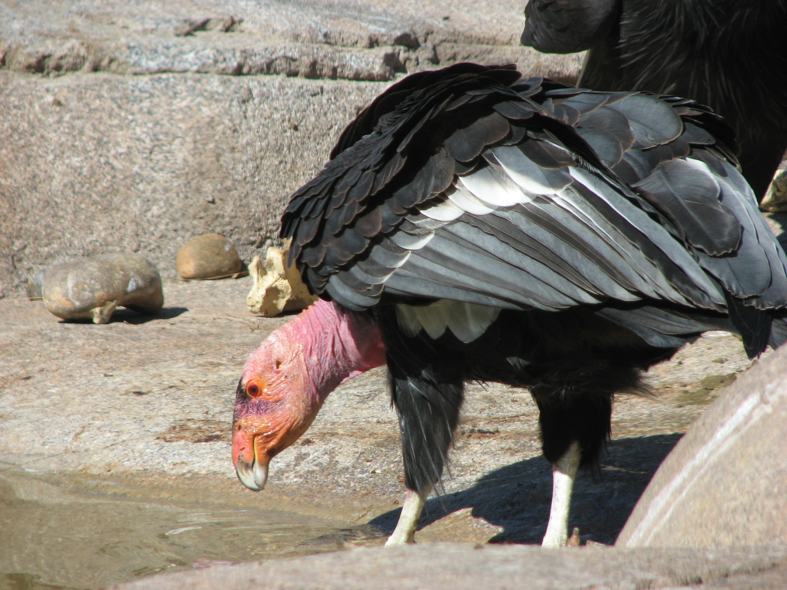 Elephant Odyssey - California Condor