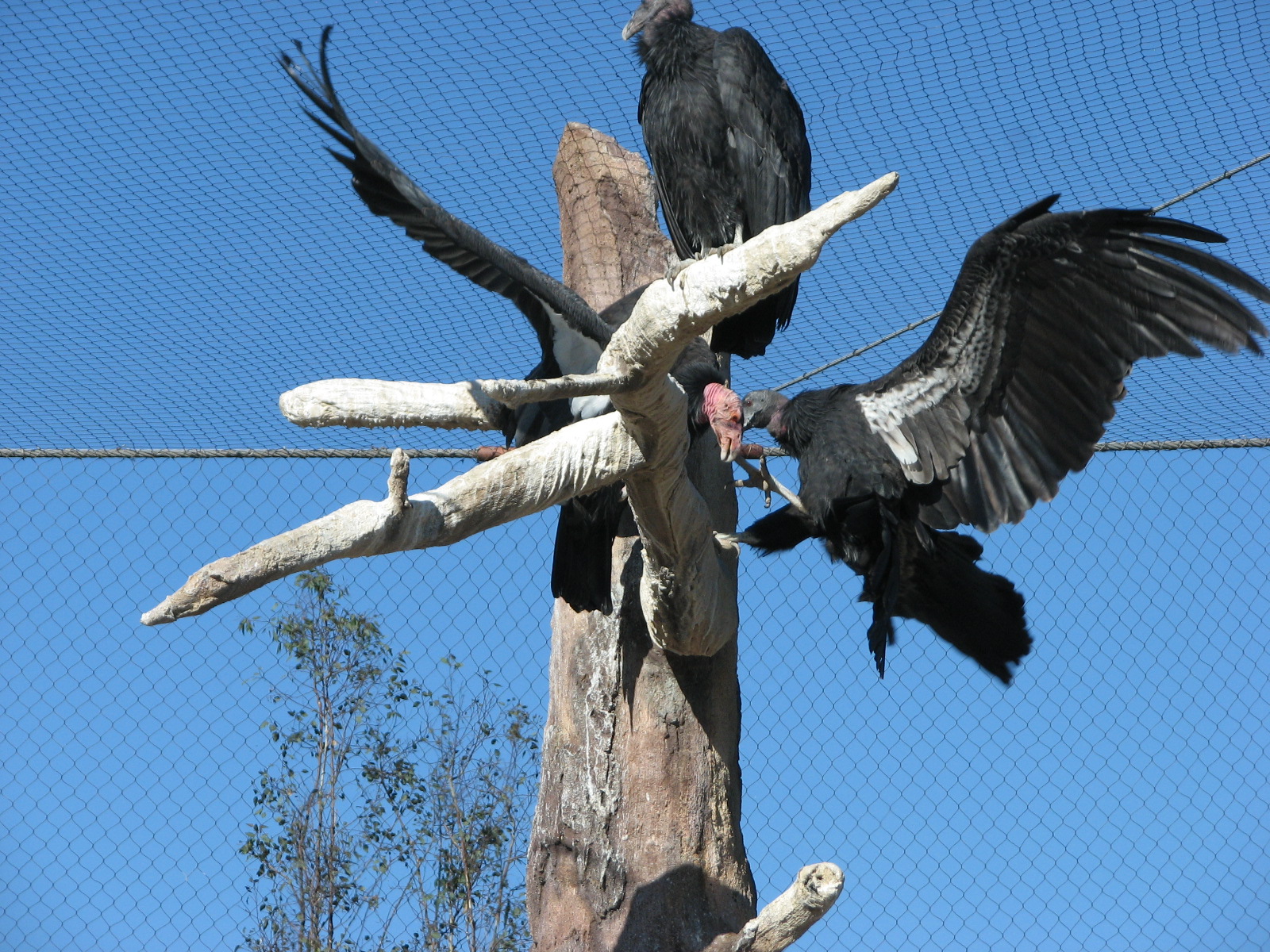 Elephant Odyssey - California Condor