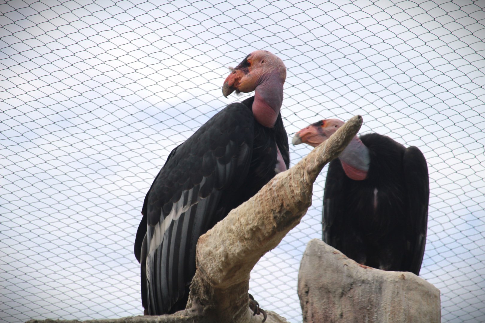 Elephant Odyssey - California Condors
