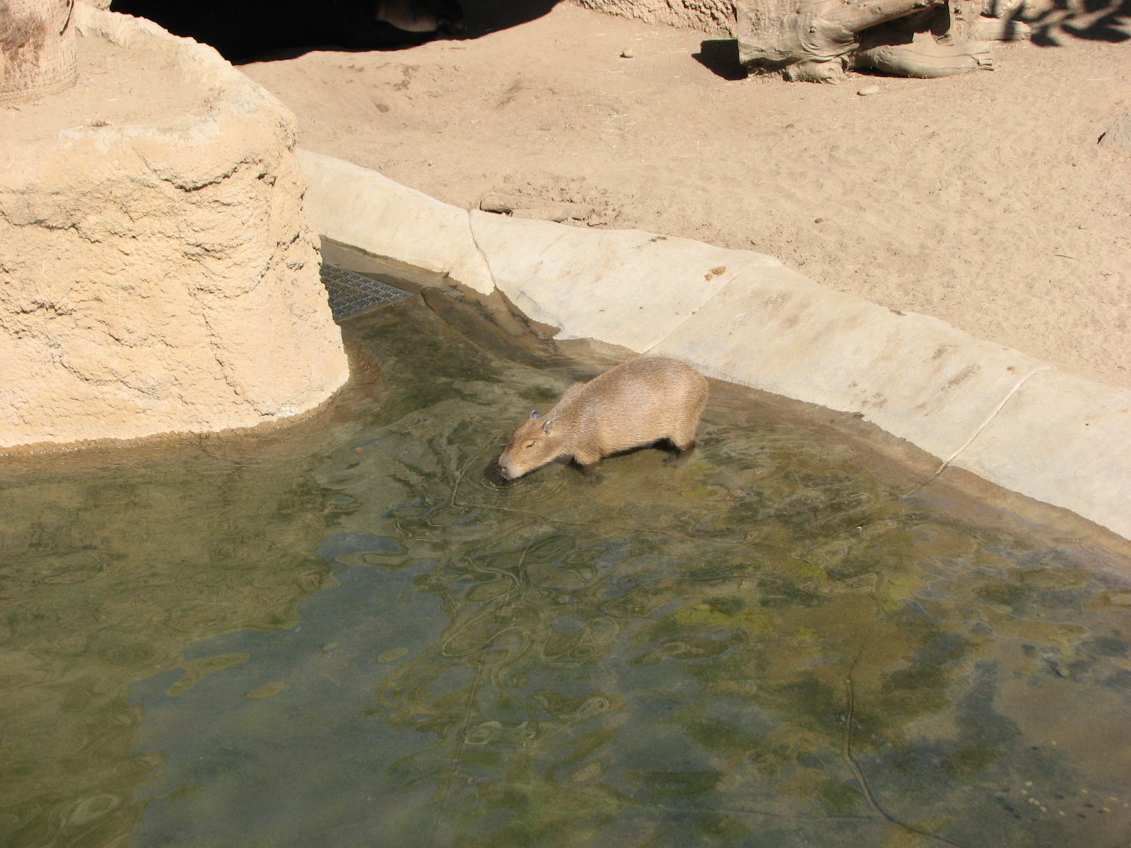 Elephant Odyssey - Capybara