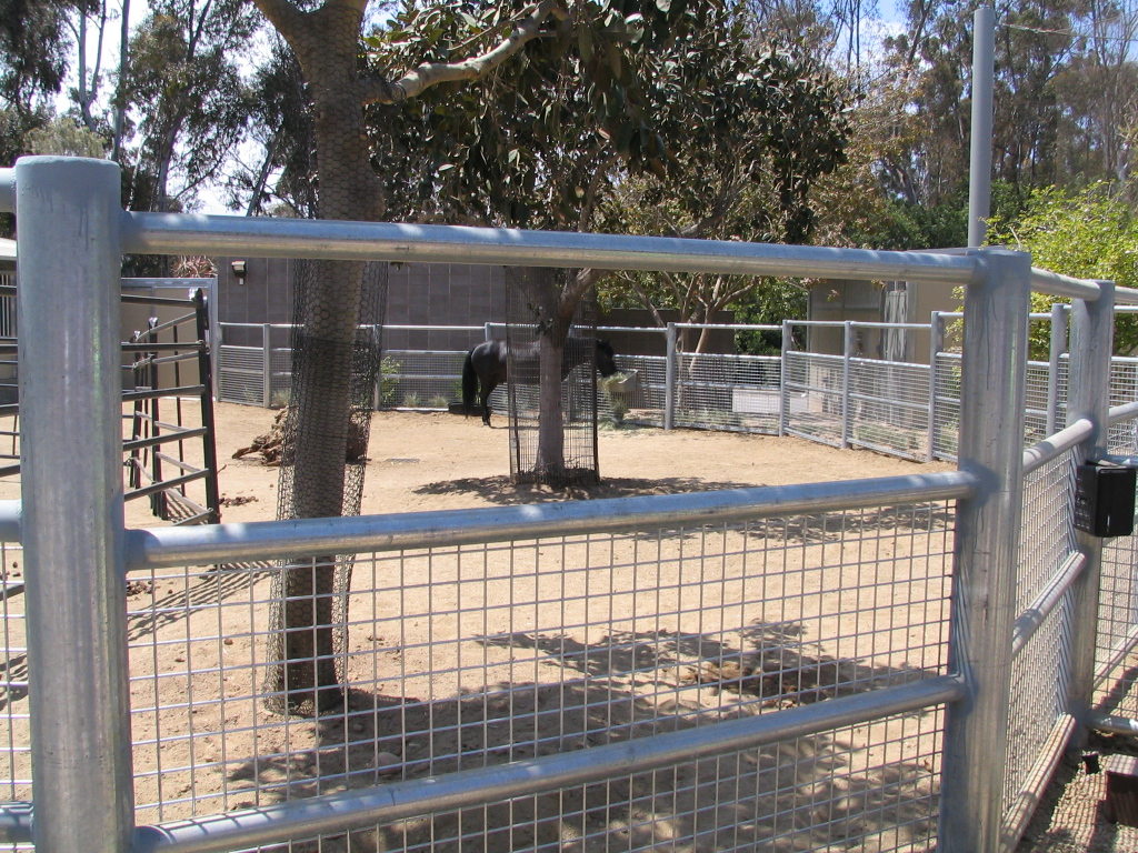 Elephant Odyssey - Domestic Horse